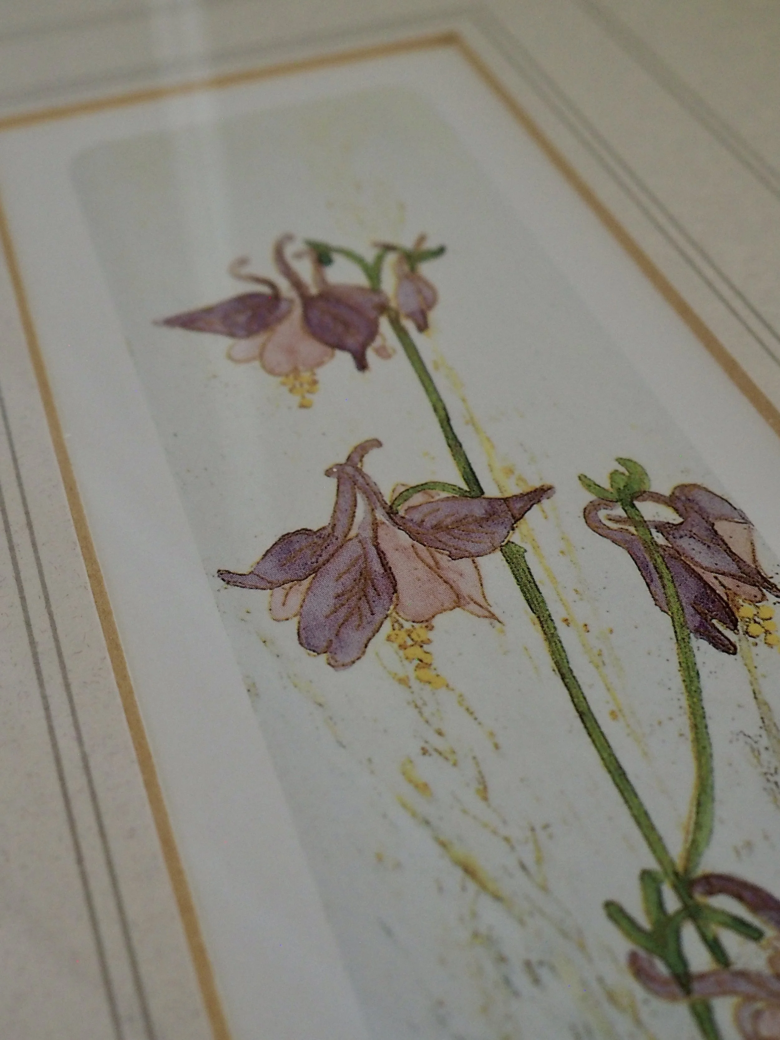 watercolour print of fushia by Judy Ball