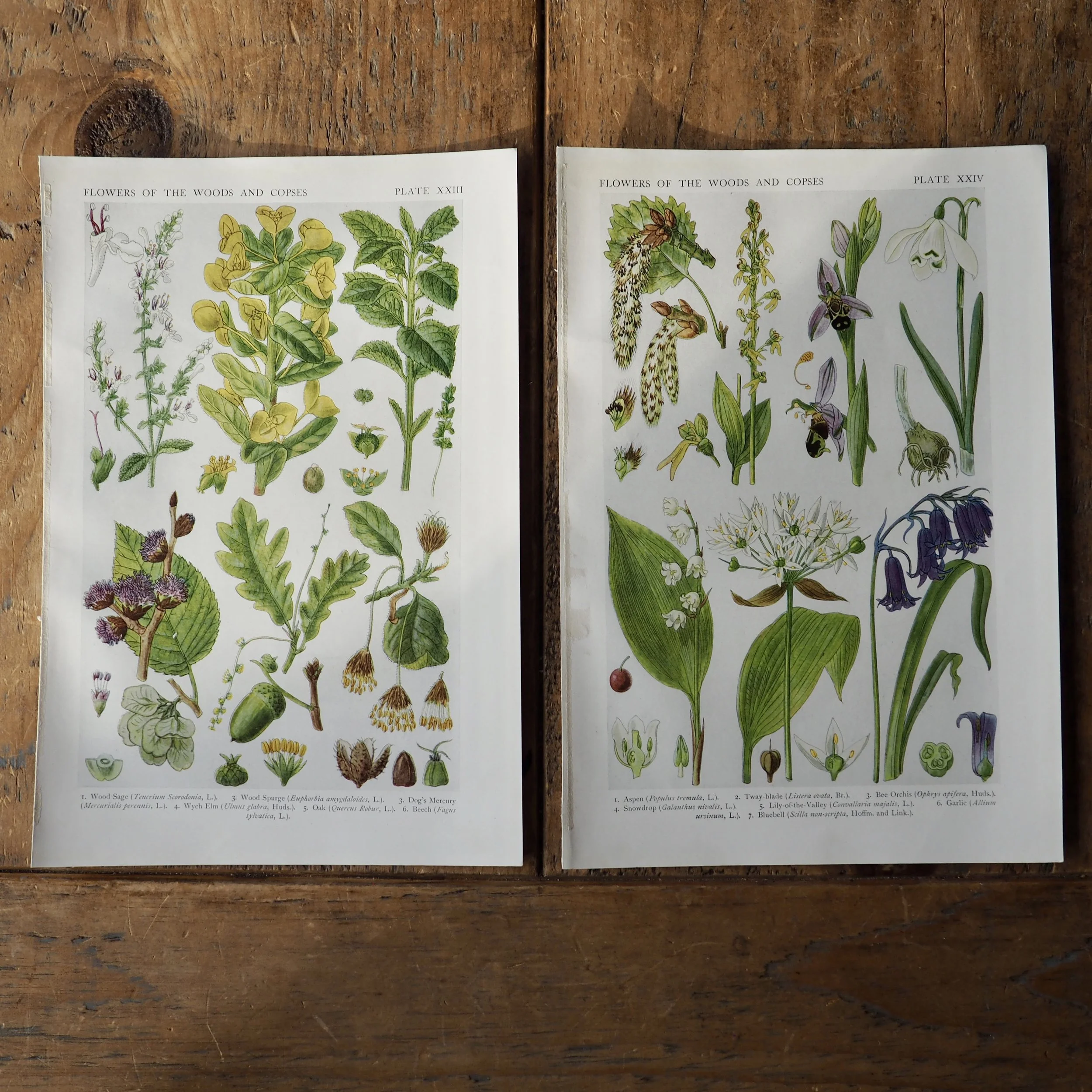 Pair of vintage wildflower bookplates - flowers of woods and copses