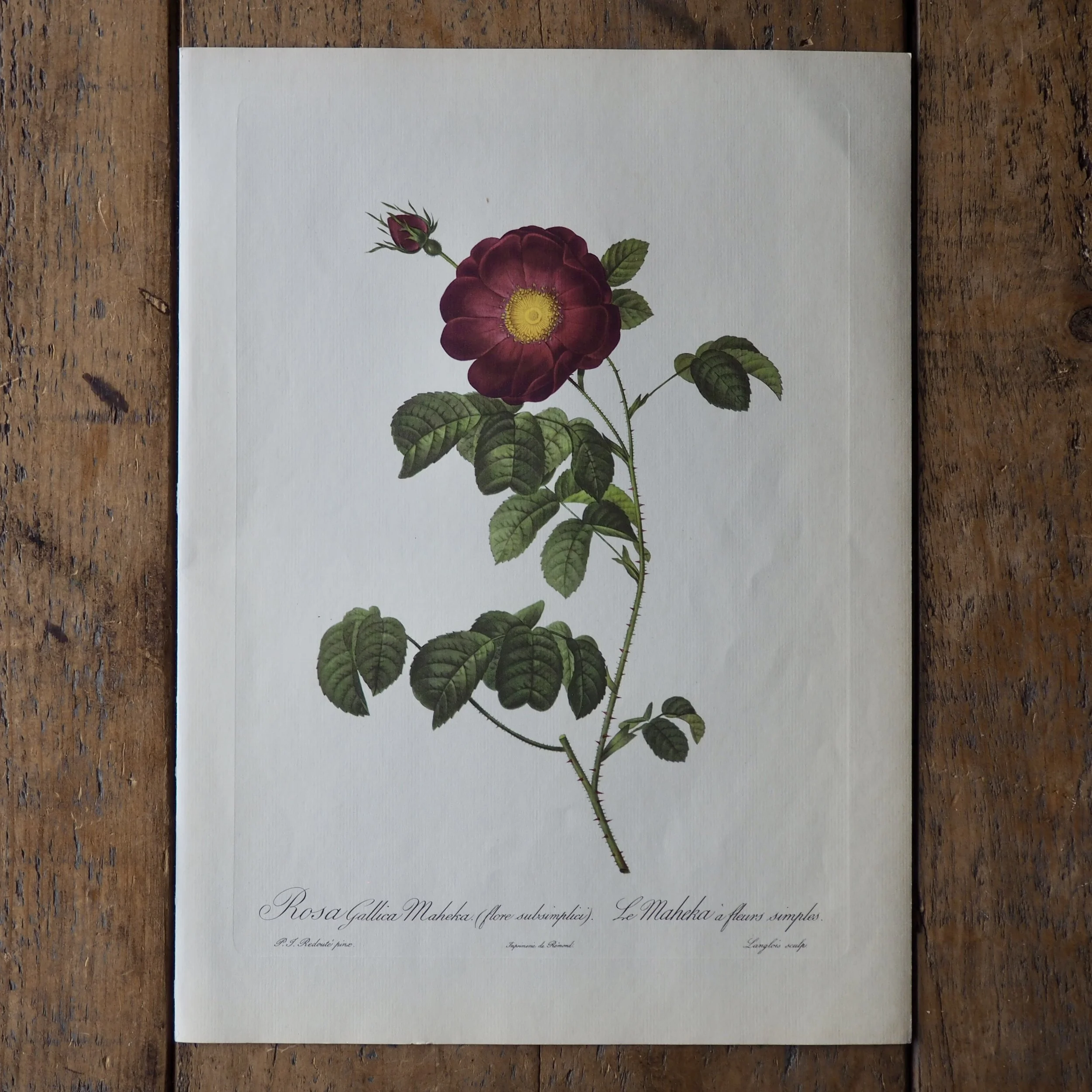 Pierre-Joseph Redoute bookplate Roses