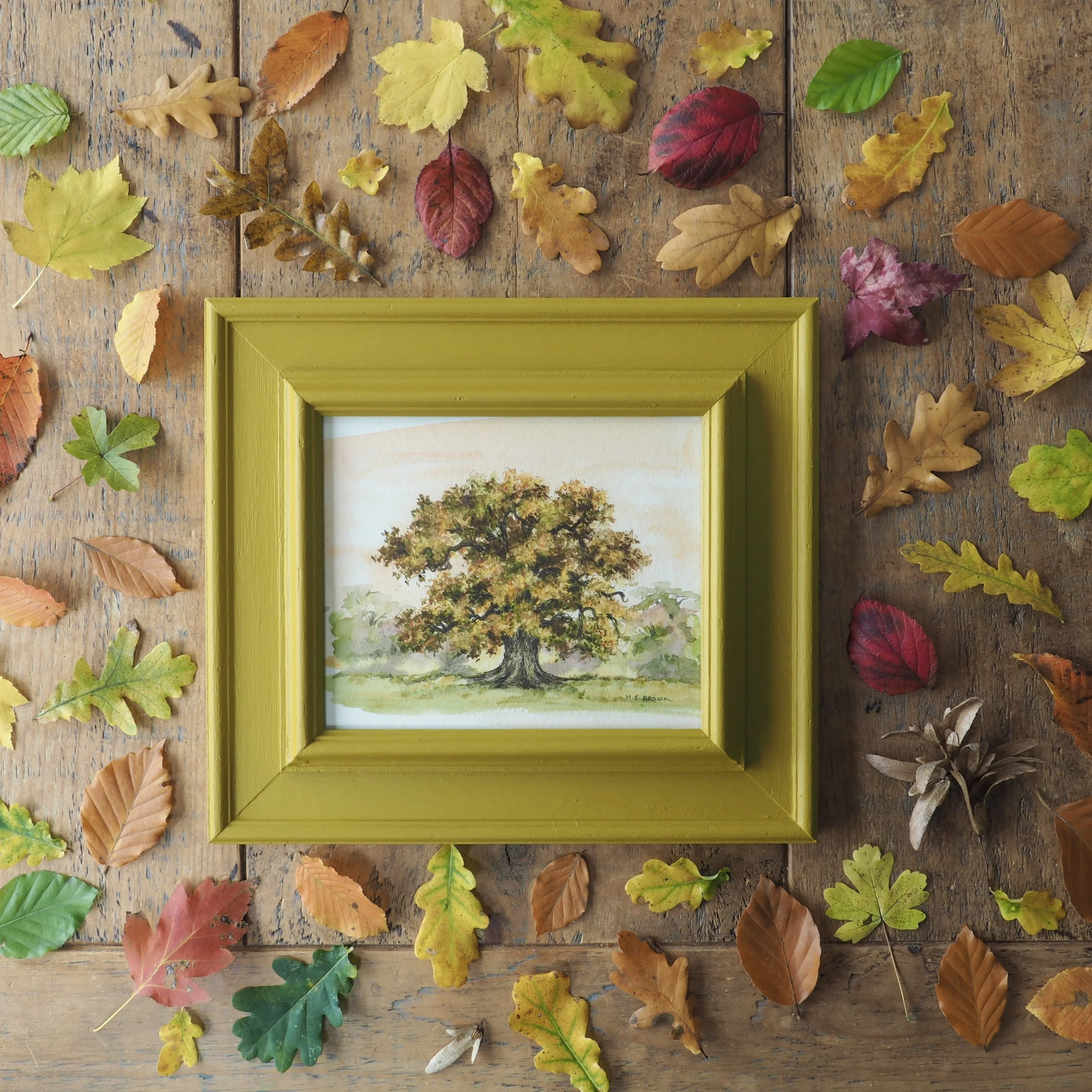 Framed watercolour of an oak tree in autumn in a mustard coloured frame surrounded by autumn leaves