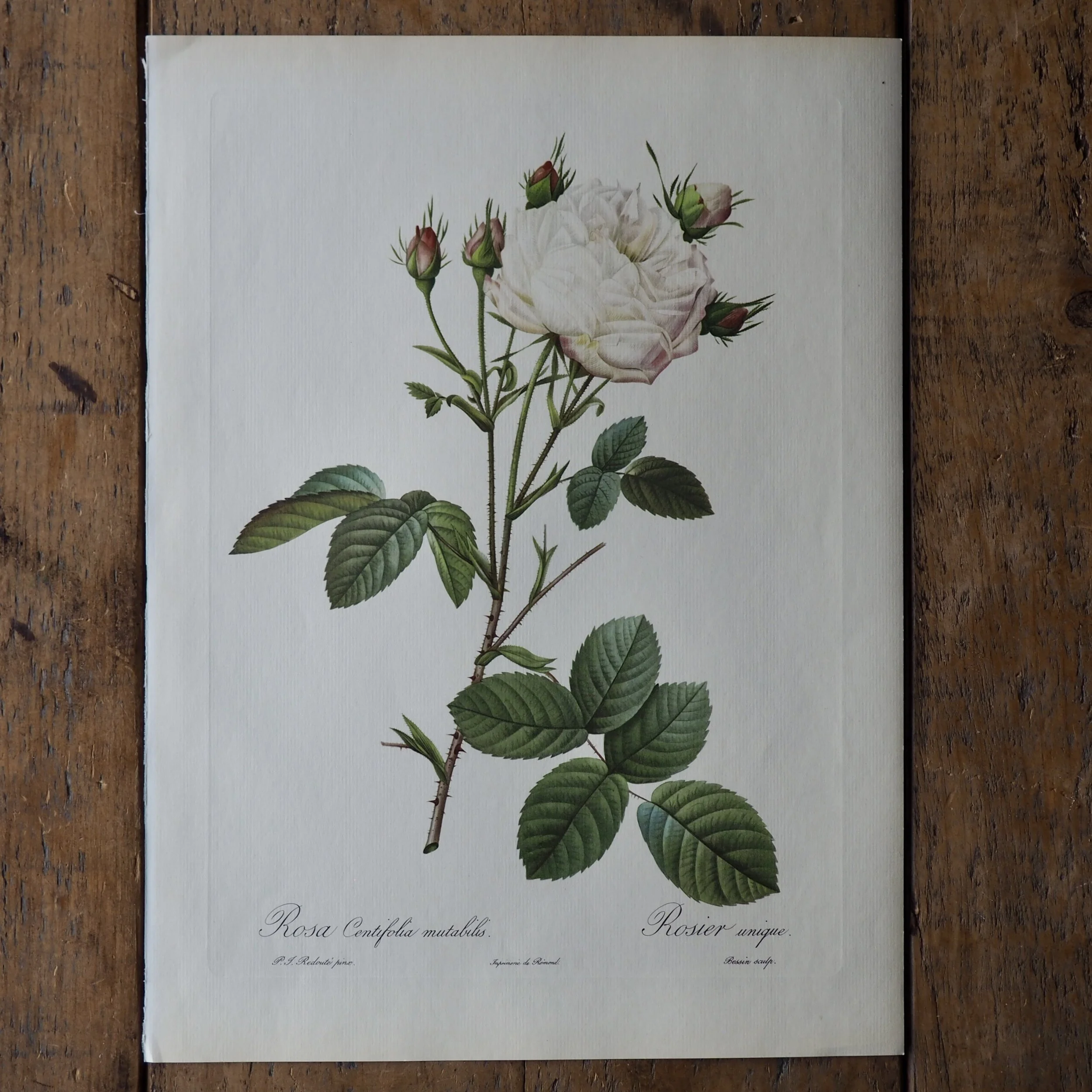 large vintage botanical bookplate