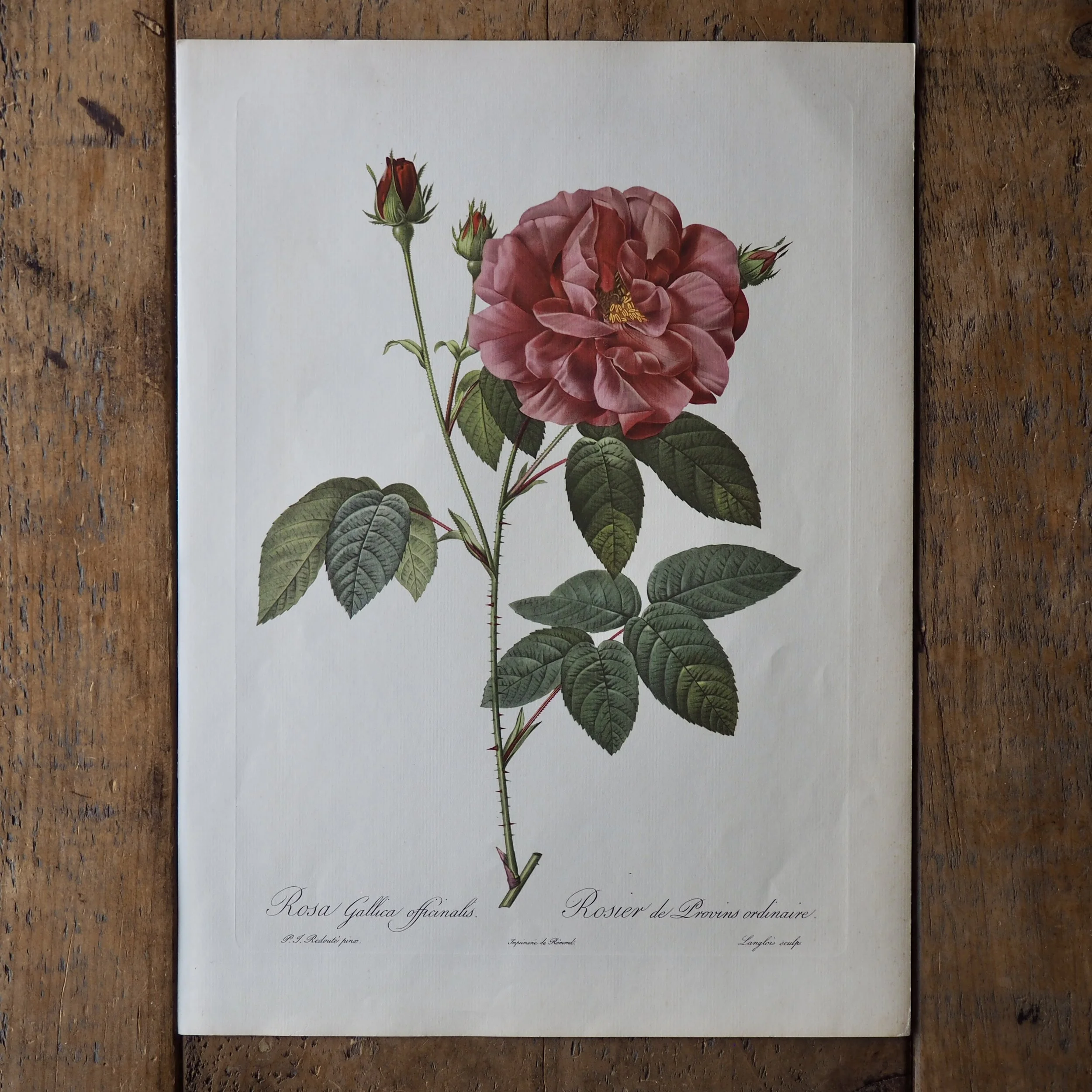 Pierre-Joseph Redote Roses bookplate