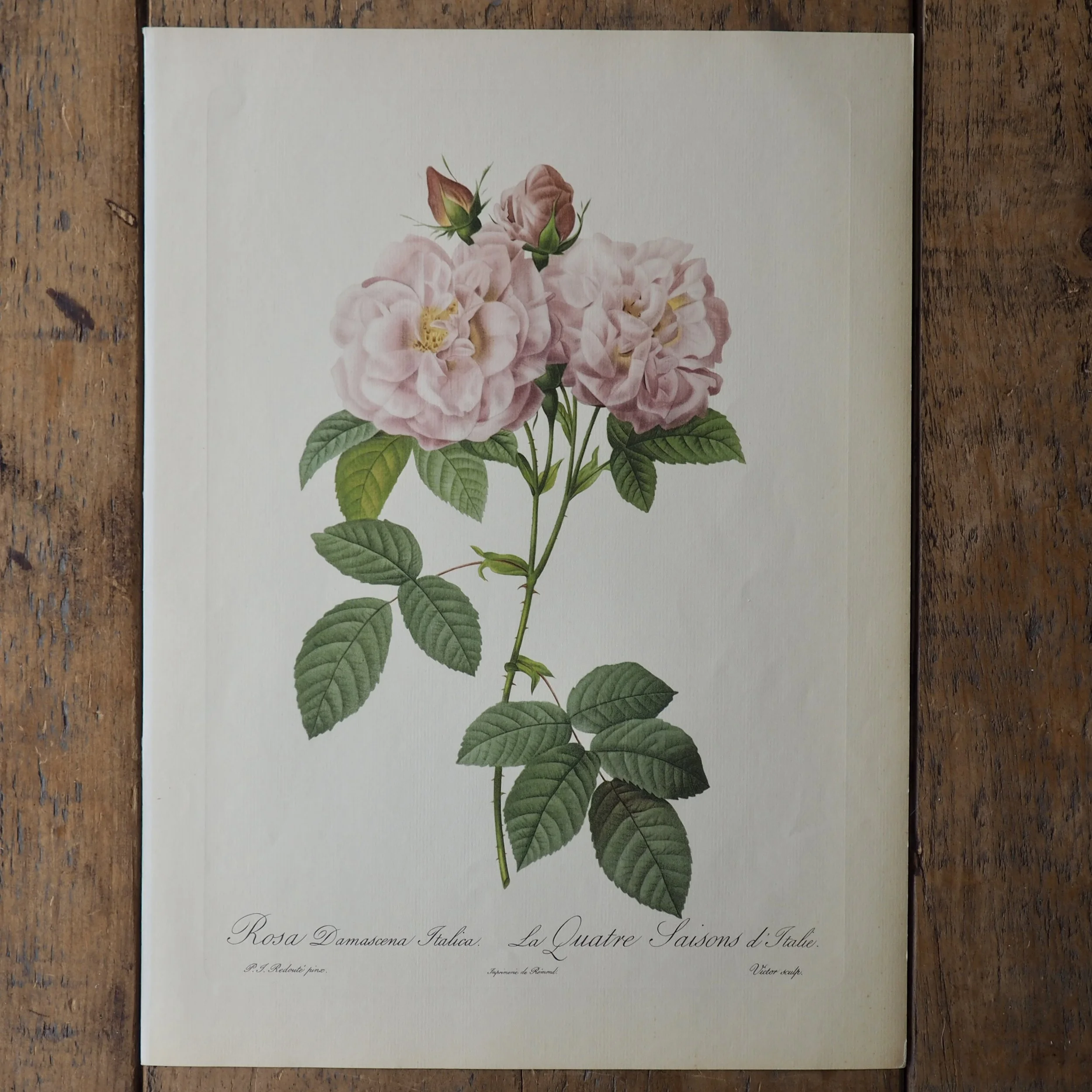 Pierre-Joseph Redoute Roses bookplate