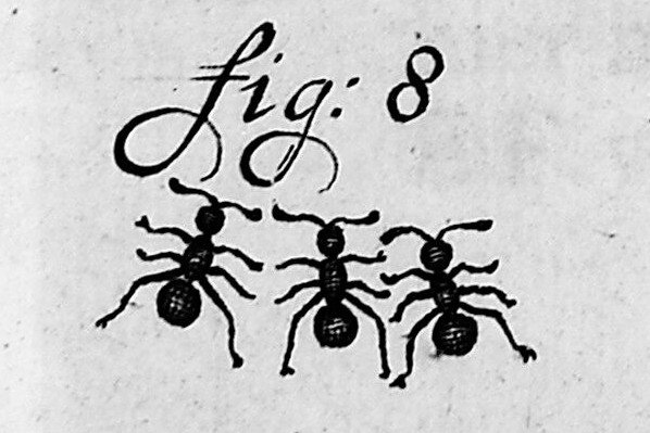 John Aubrey’s Natural History, Part 6: The Anthill Network