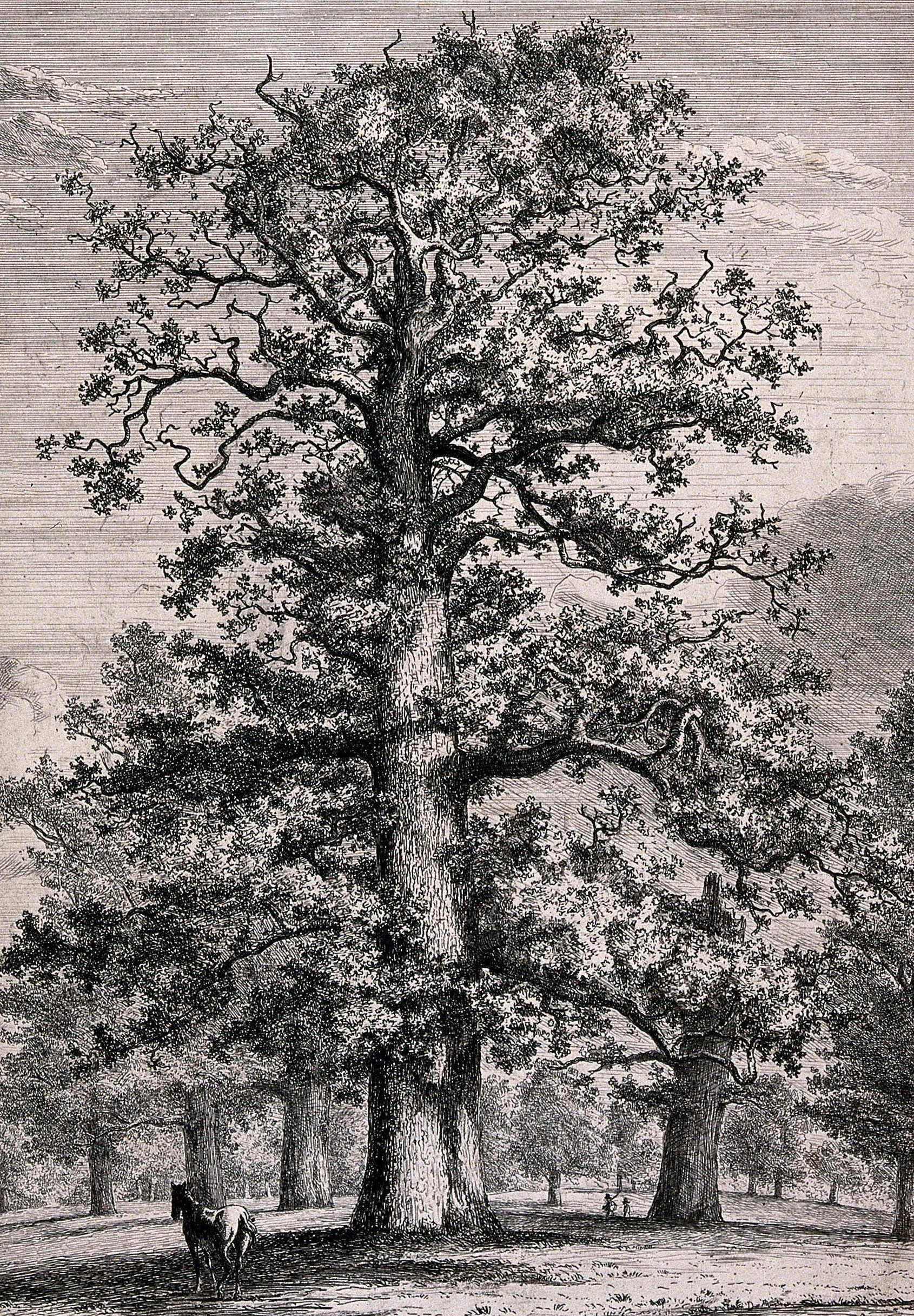 John Aubrey’s Natural History, Part 10: Trees