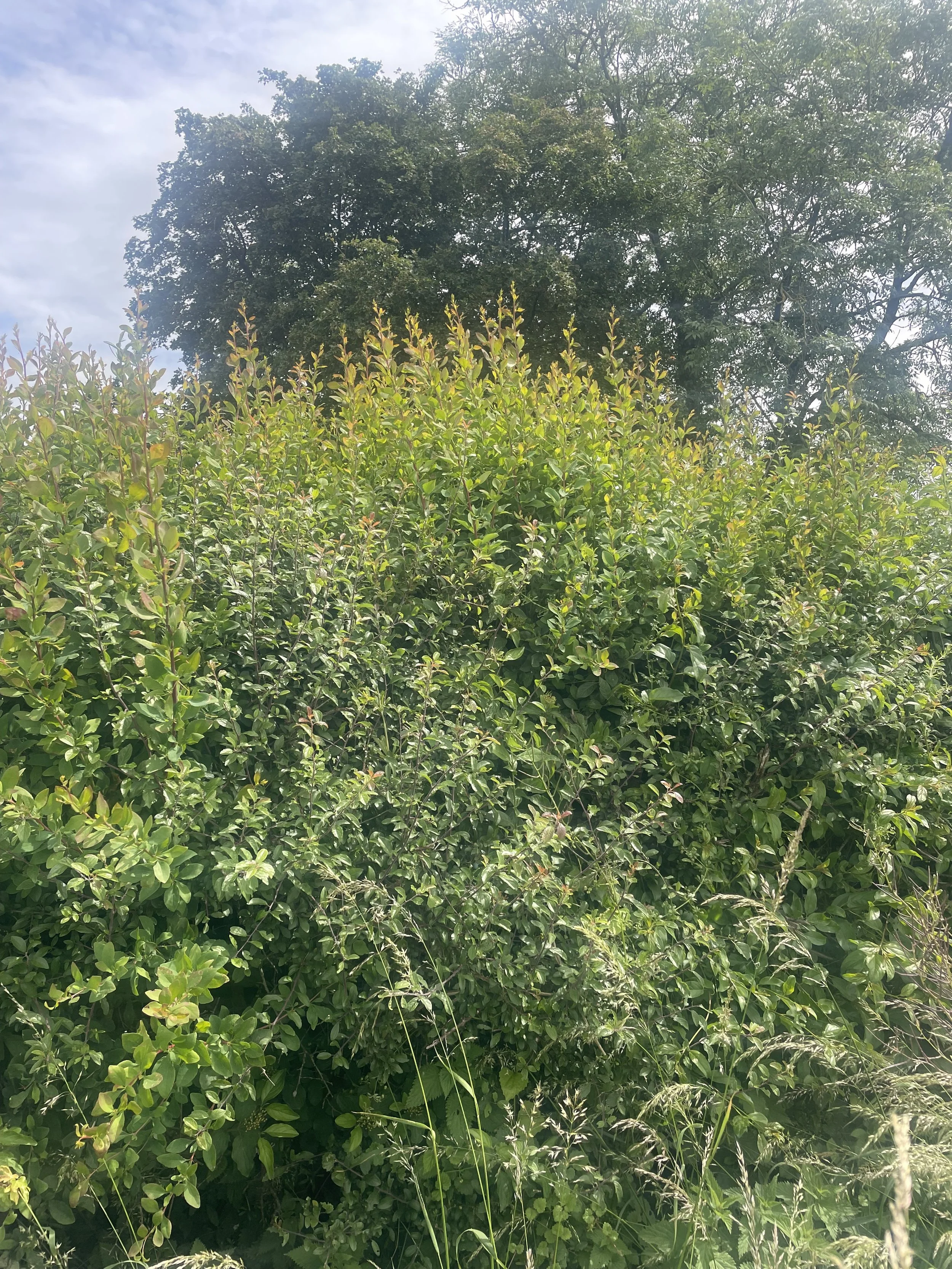 John Aubrey’s Natural History, Part 13: Barberry &amp; Memory
