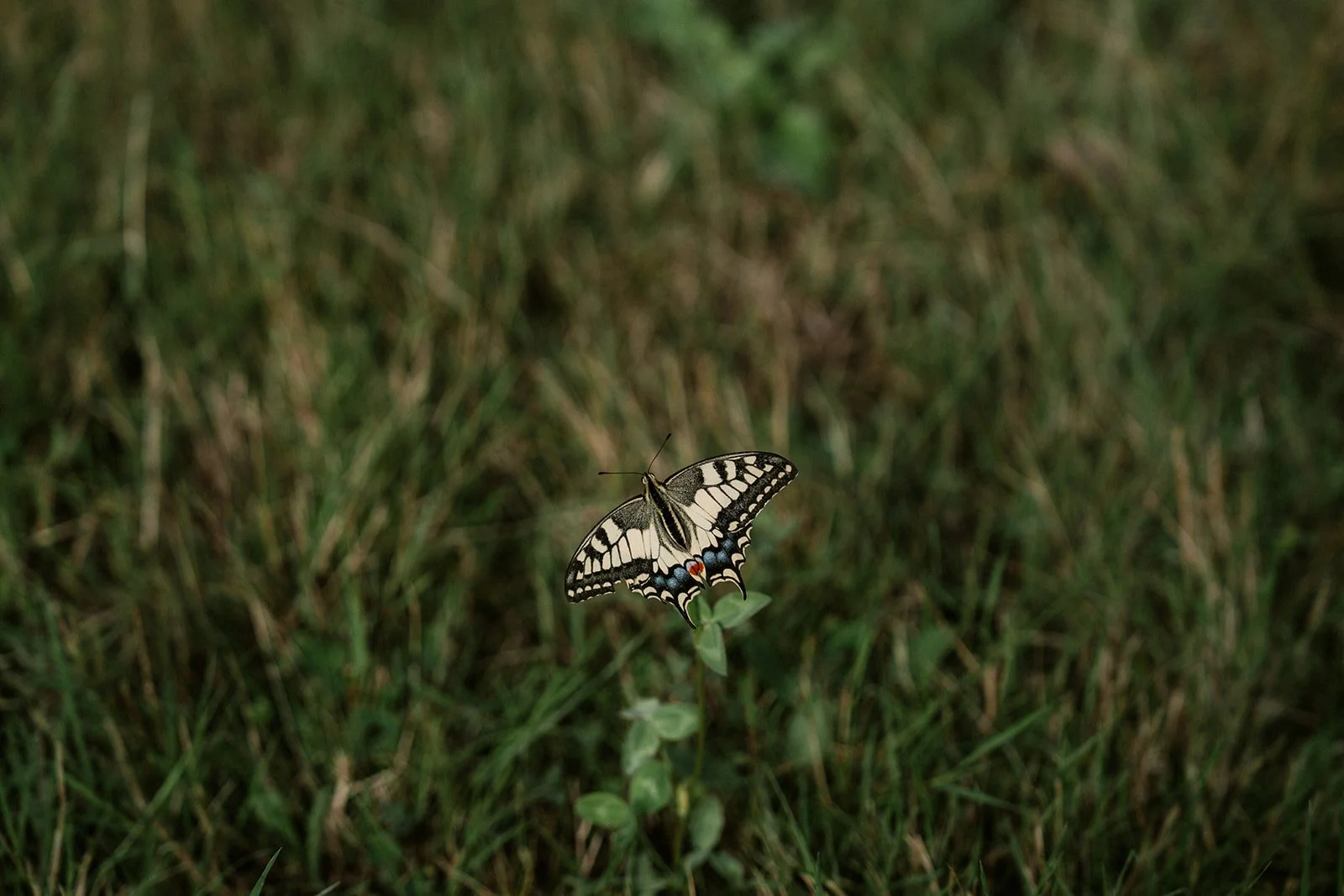 Shot by Ch_otte-1.jpg