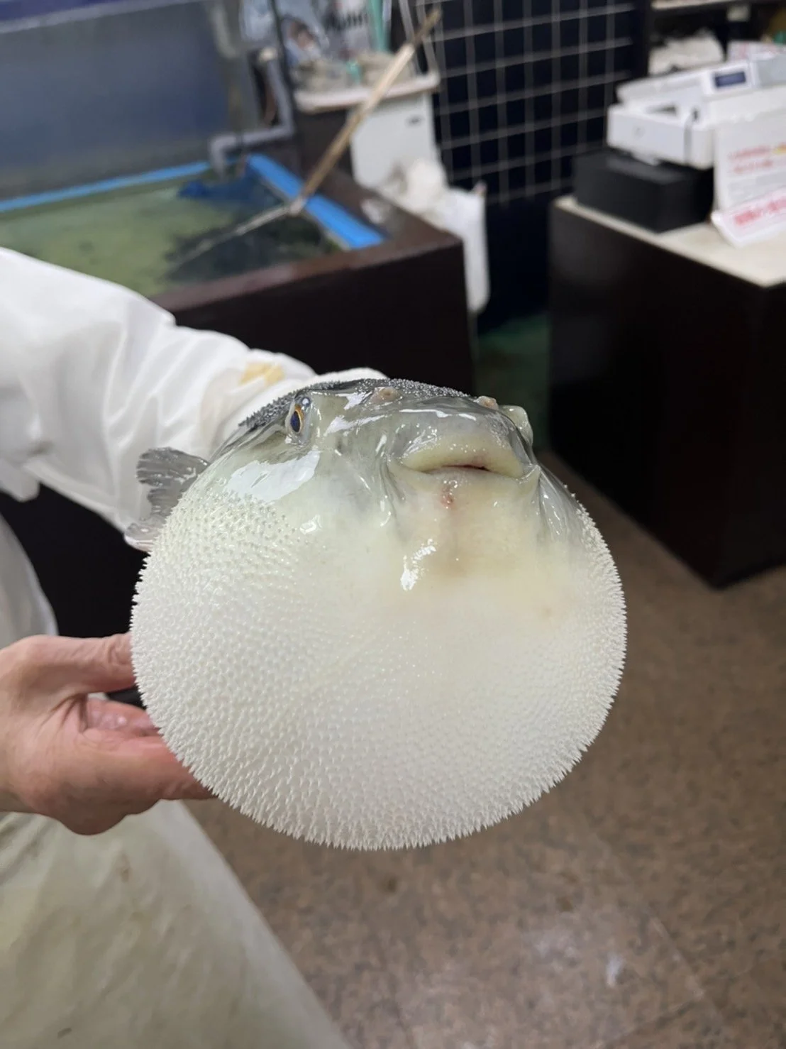 #58 初めましてのお魚