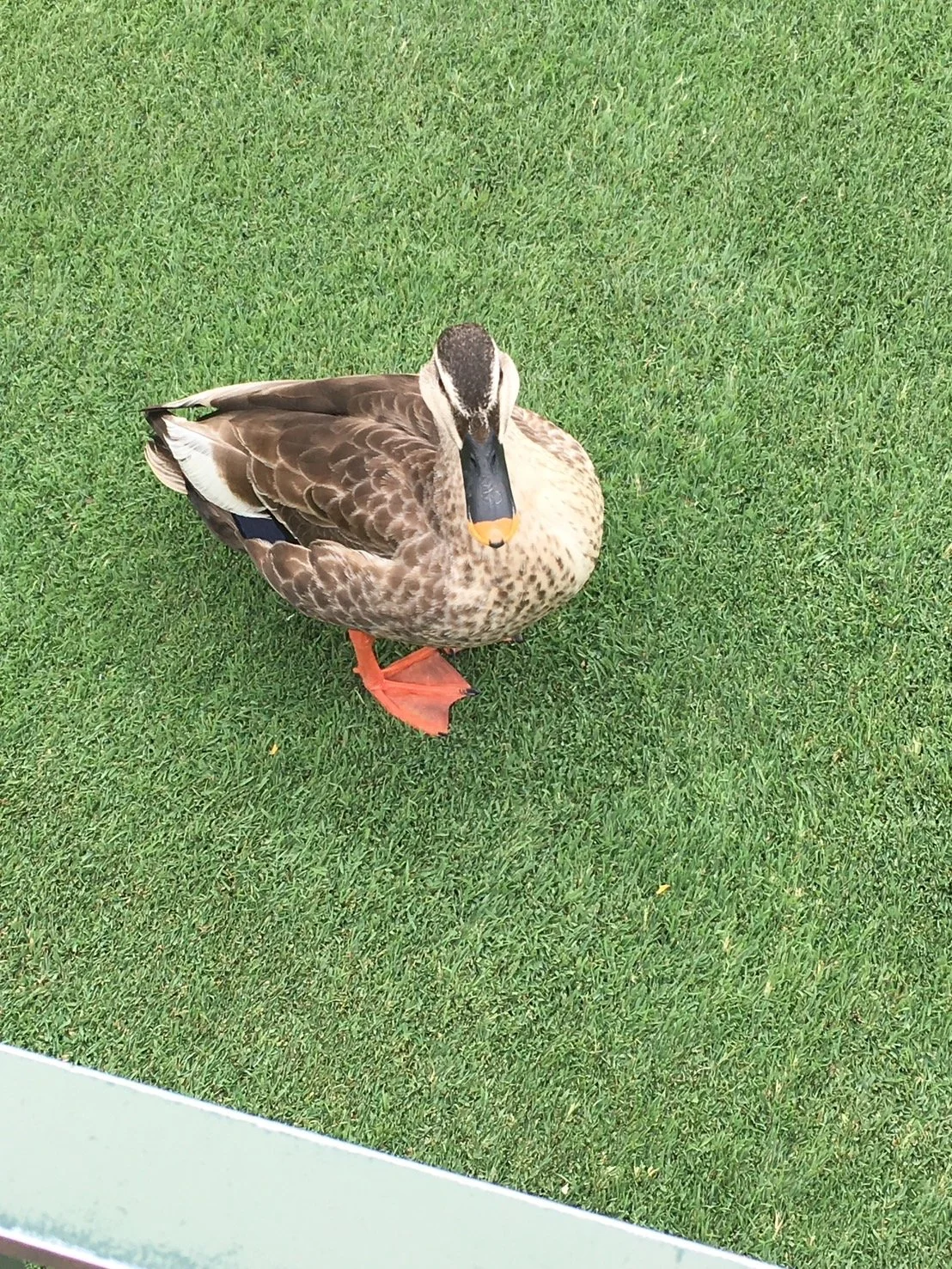 #74 🦆との遭遇