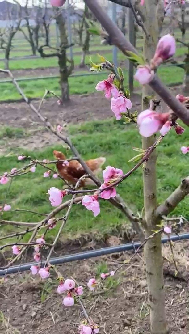 🌸 Liebe Grüße aus unserem Bio-Obstgarten!
Die letzte Nacht war leider ziemlich kalt – jetzt heißt es hoffen, dass unsere empfindlichen Blüten die frostigen Temperaturen gut überstanden haben. ❄️🍑
Unsere Marillen ha