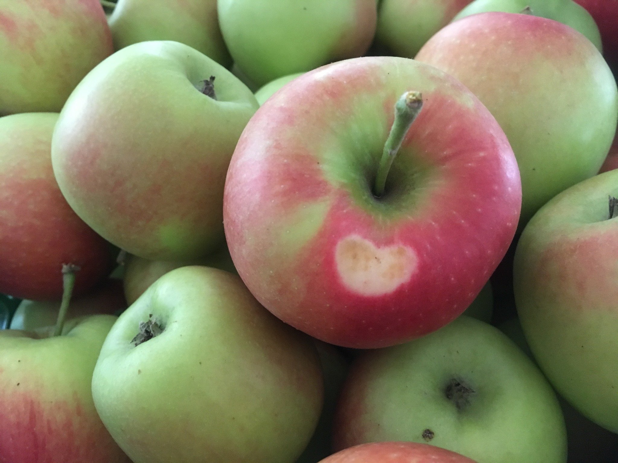🍎 Unser Apfellager ist leer!
Danke an alle, die unsere Bio-Äpfel so geschätzt und mit Freude gegessen haben. 💚🙏
Die Blüte ist vorbei – und wir sind dankbar:
Trotz der frostigen Nächte vor ein paar Wochen haben die meiste