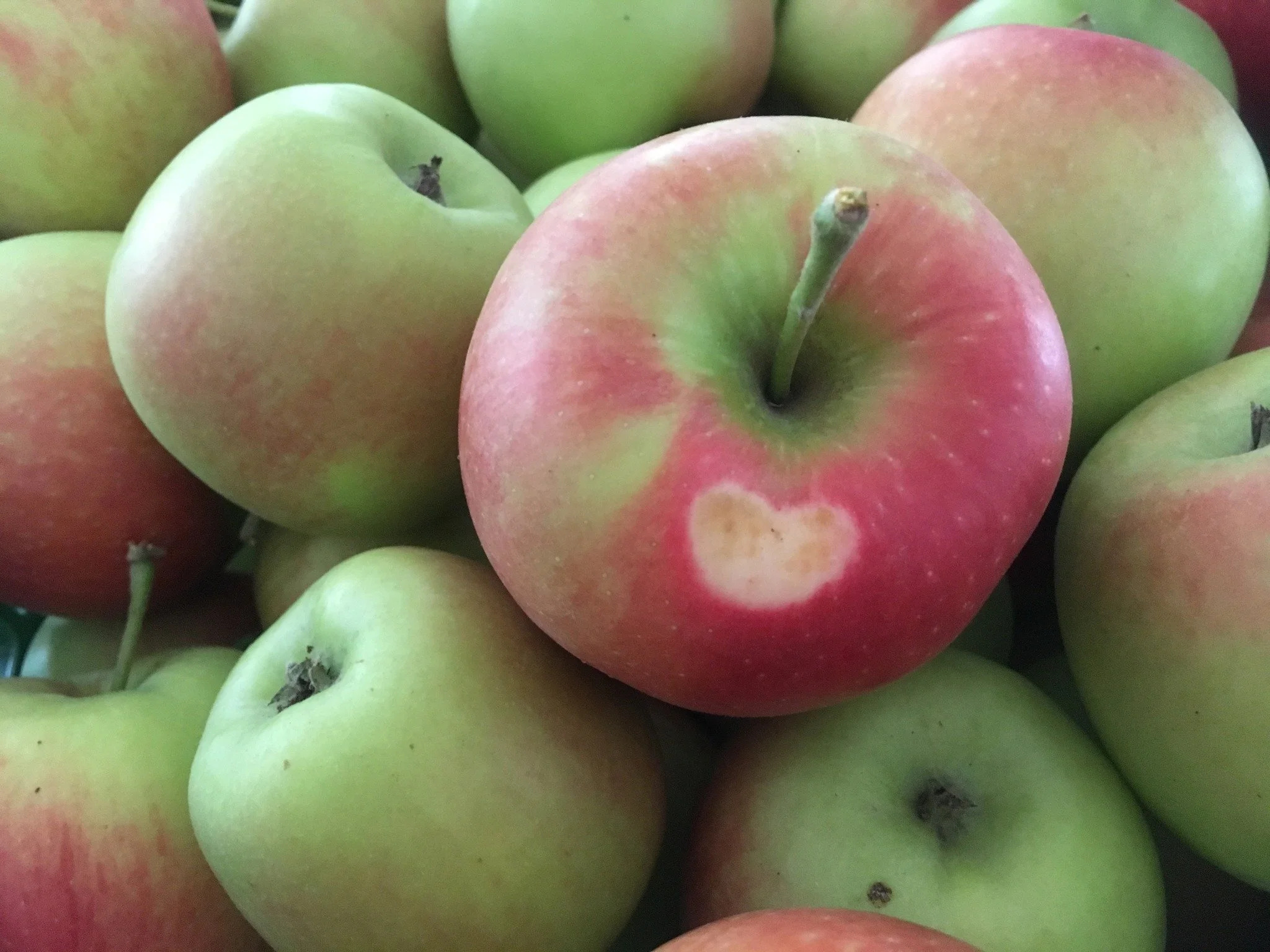 🍎 Unser Apfellager ist leer!
Danke an alle, die unsere Bio-&Auml;pfel so gesch&auml;tzt und mit Freude gegessen haben. 💚🙏

Die Bl&uuml;te ist vorbei &ndash; und wir sind dankbar:
Trotz der frostigen N&auml;chte vor ein paar Wochen haben die meiste