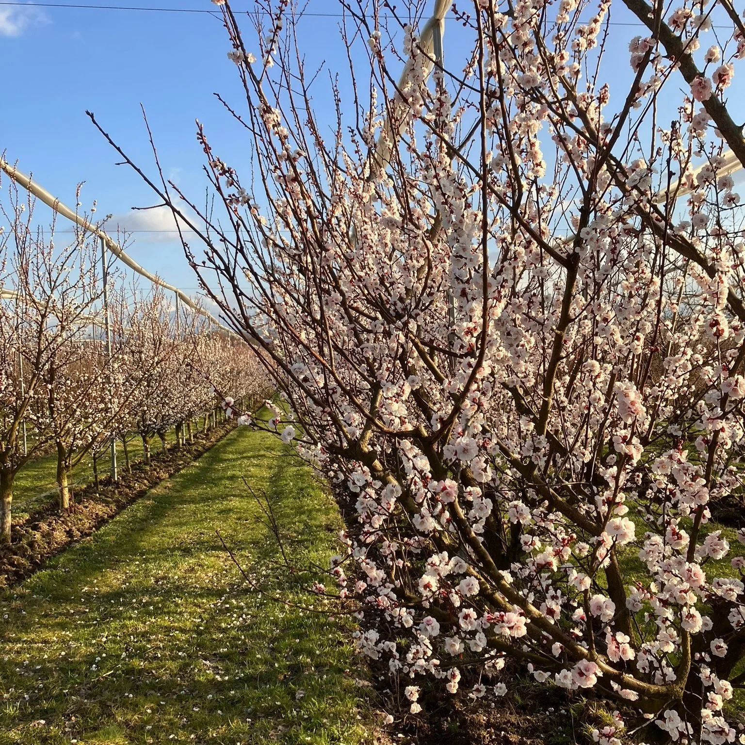 🌸🌿 Fr&uuml;hling am Biobauernhof &ndash; Die Natur erwacht! 🌿🌸

Auf unserem Biobauernhof bl&uuml;ht es &uuml;berall: Die Marillenbl&uuml;te steht in voller Pracht, die Haskapbeeren &ouml;ffnen ihre ersten Bl&uuml;ten, und Wildbienen und Hummeln s