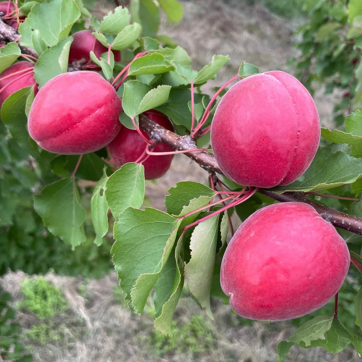 Schon mal rote Marillen verkostet, ein echtes Highlight sehr mild und besonders im Kn&ouml;del der absolute Star.
Ein Farbenspiel wie bei einem Sonnenuntergang verspricht sowohl kulinarische wie auch optische Gl&uuml;cksgef&uuml;hle.