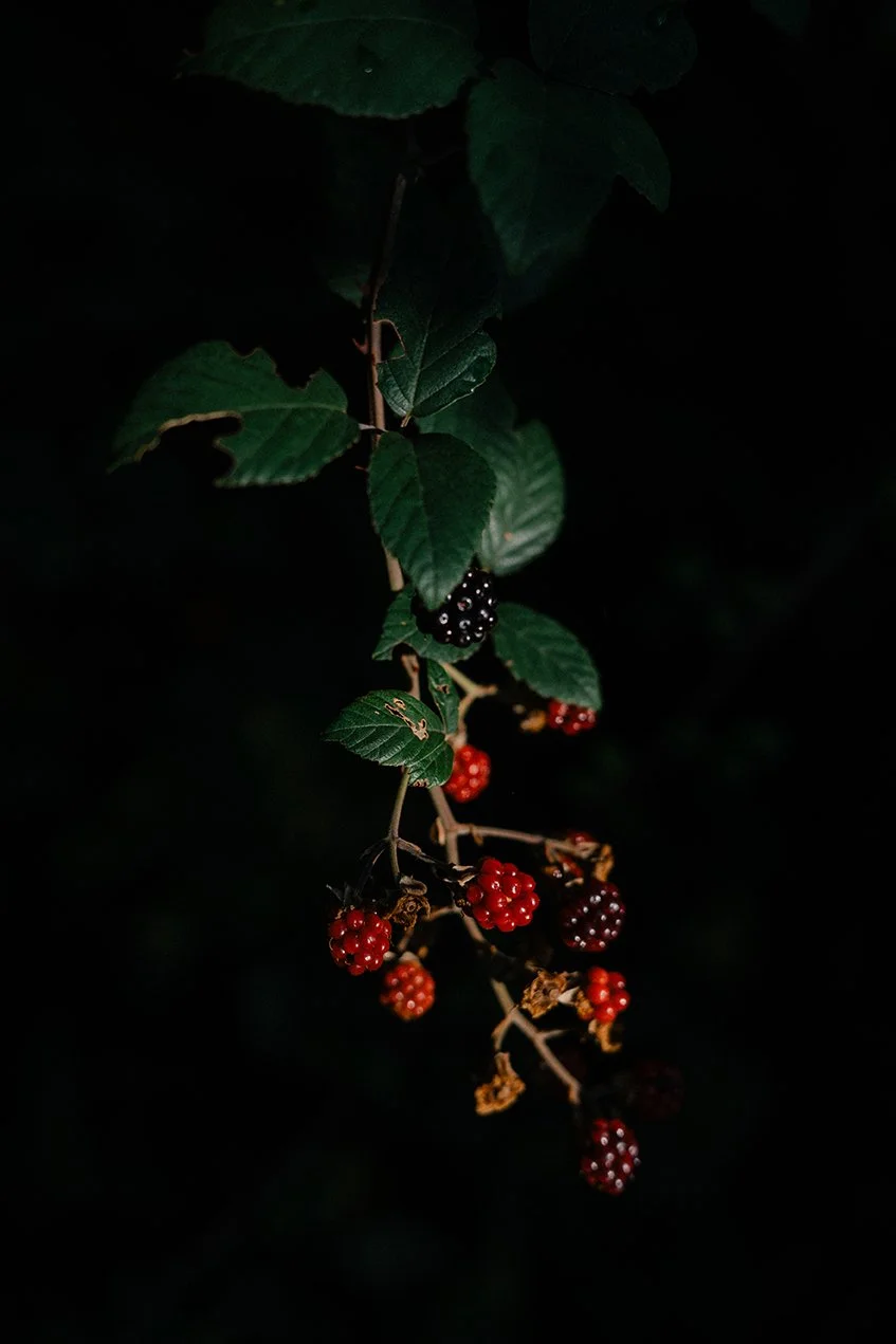 _DSC9038.jpg
