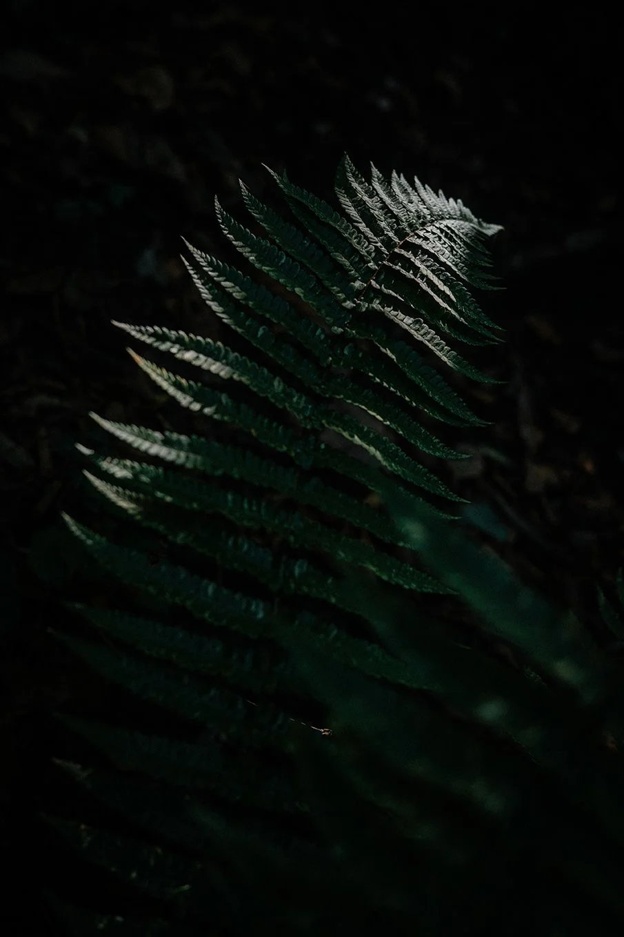 _DSC9044.jpg
