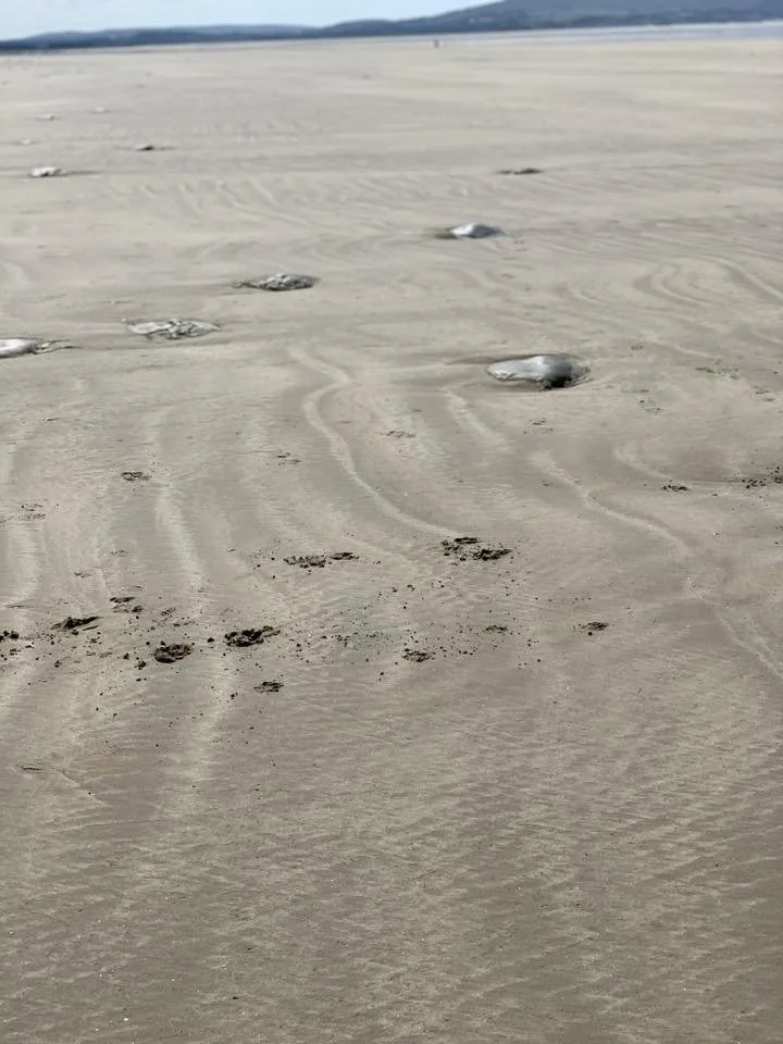 608526410_10161641619546582_7039382298154783177_n (1).jpg