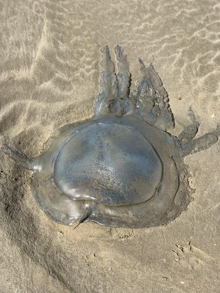 608685531_10161641619956582_52564094688219751_n (1).jpg