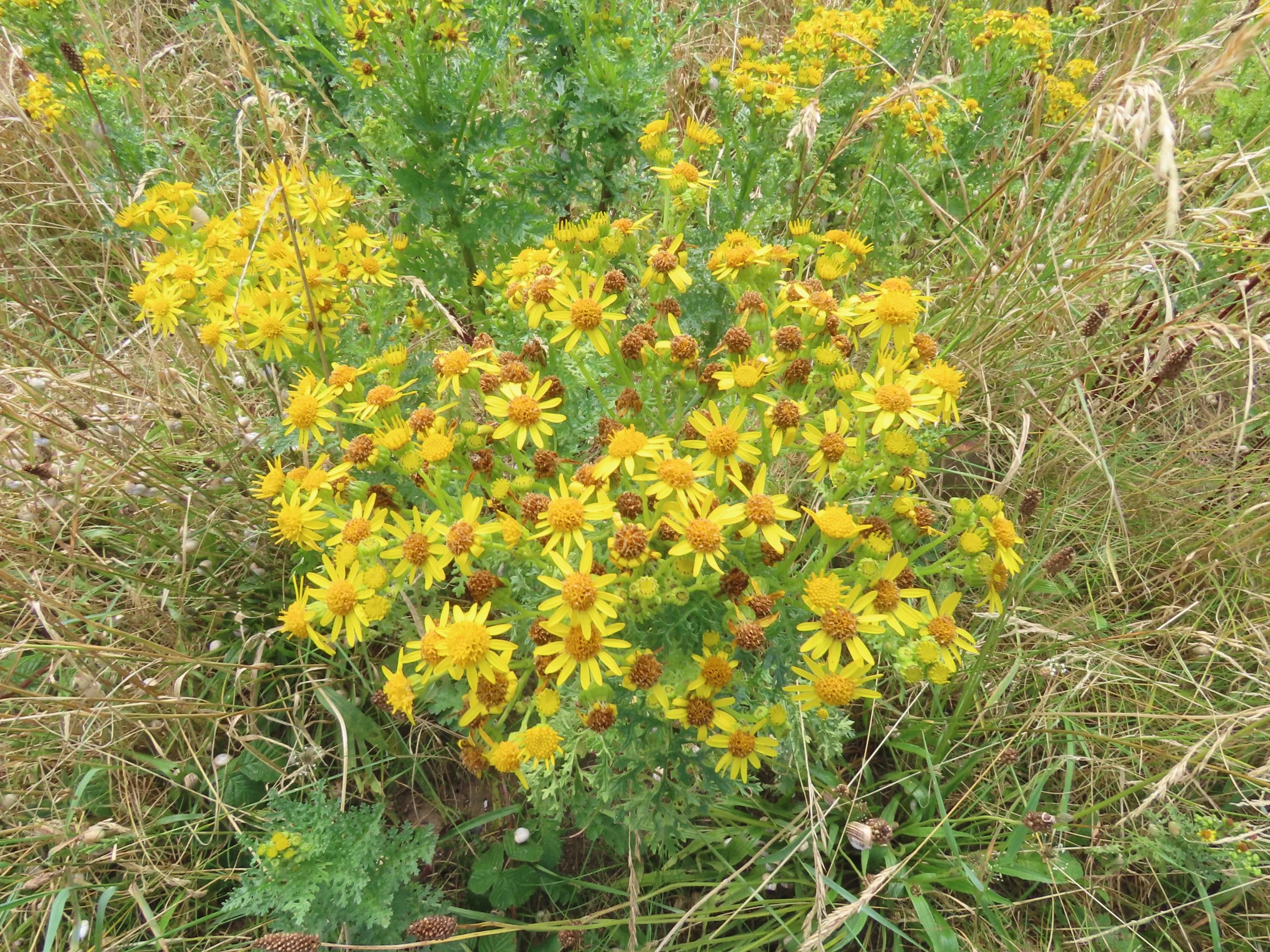 pembrey-country-park-visit_53889830563_o.jpg