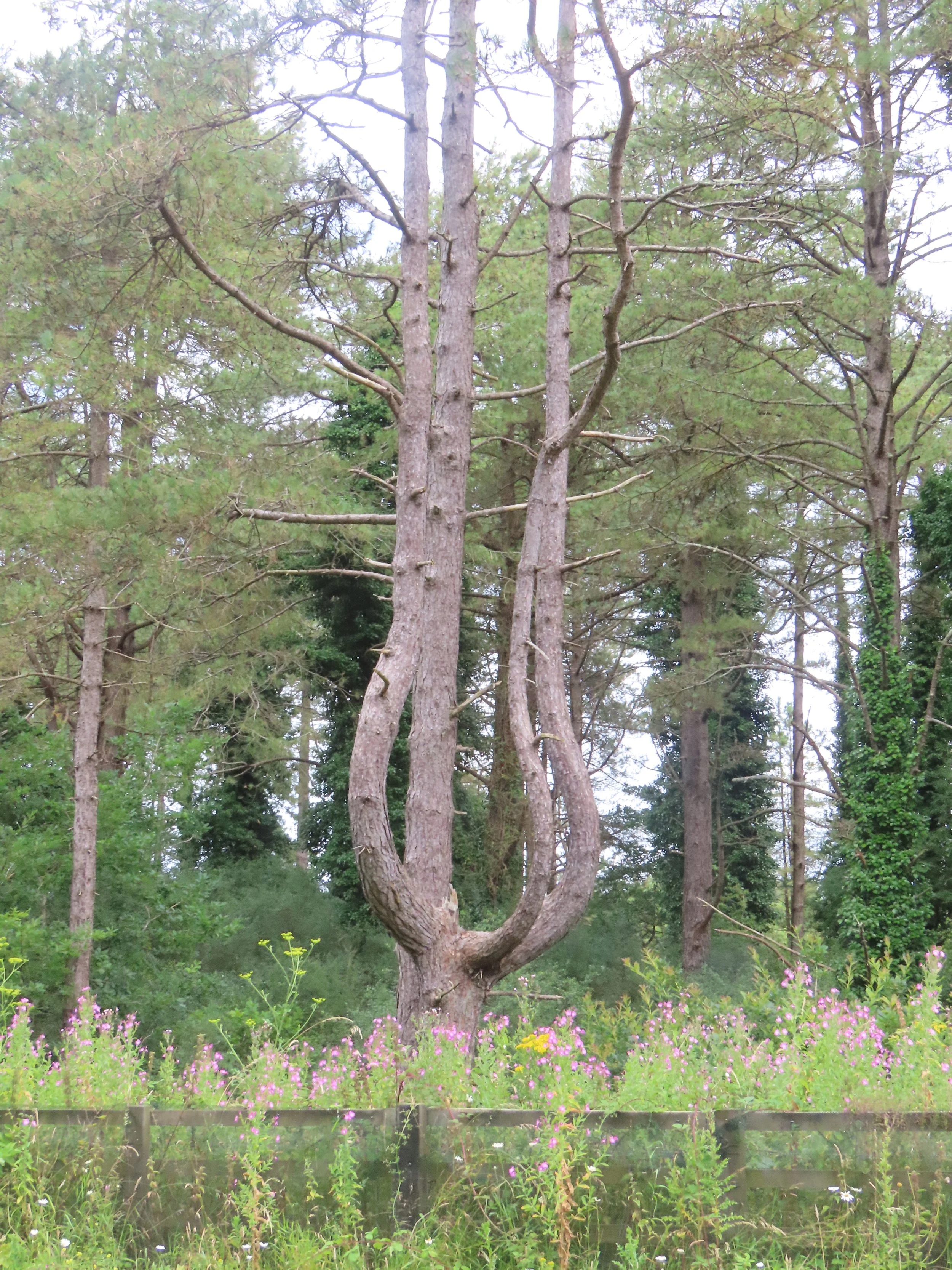 pembrey-country-park-visit_53889877183_o.jpg