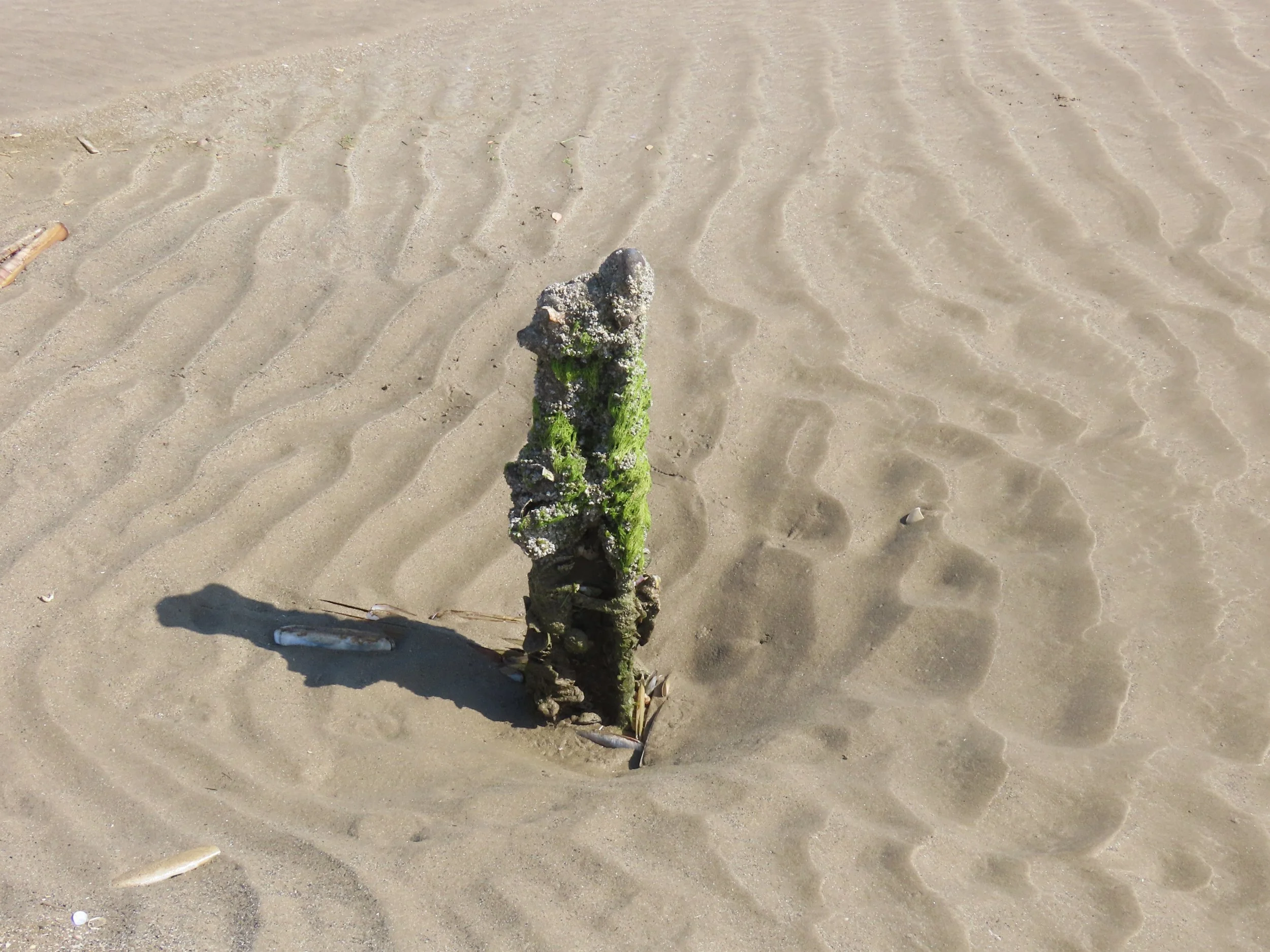 pembrey-country-park-visit_53889931559_o.jpg