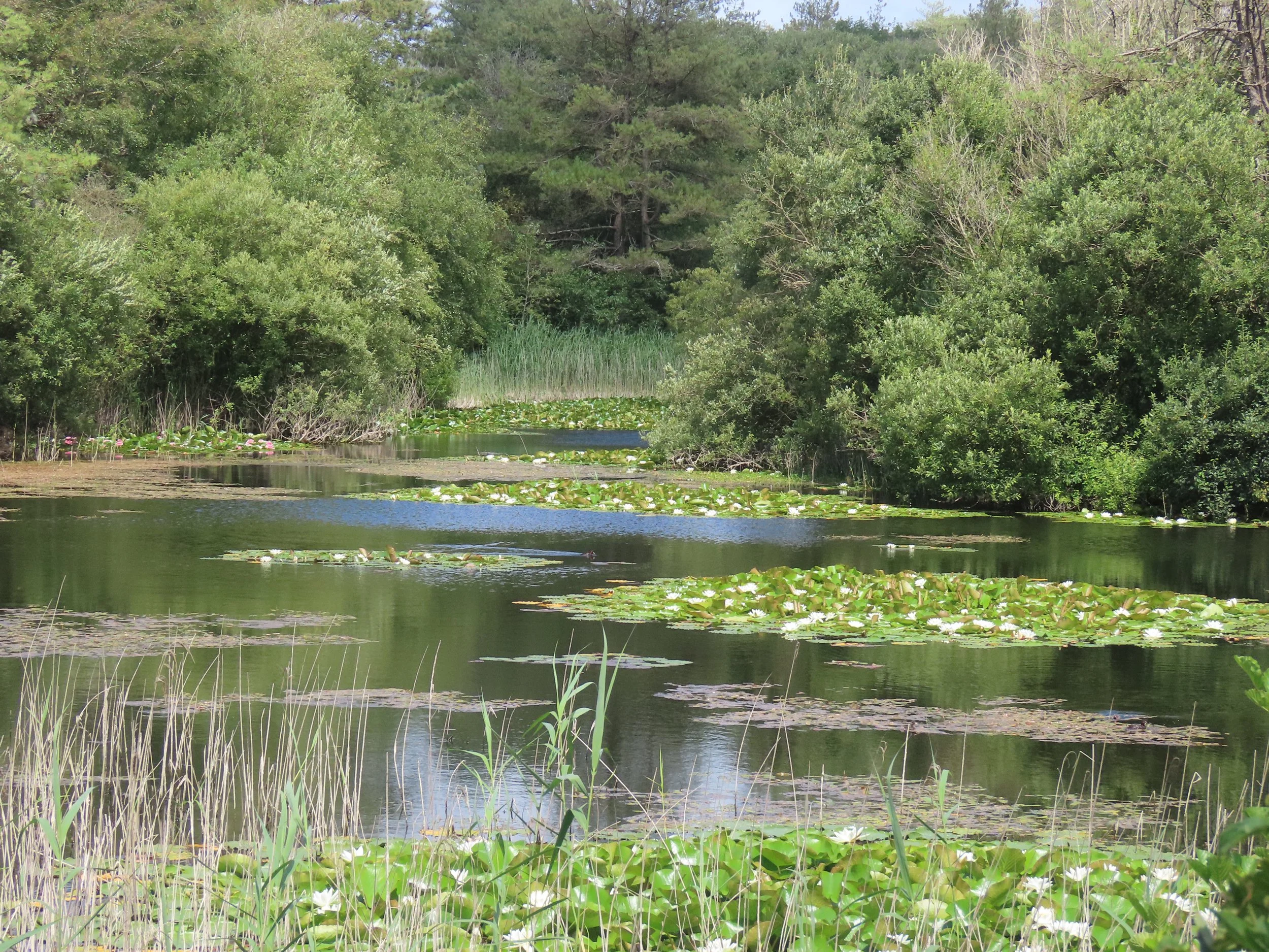 pembrey-country-park-visit_53890549392_o.jpg