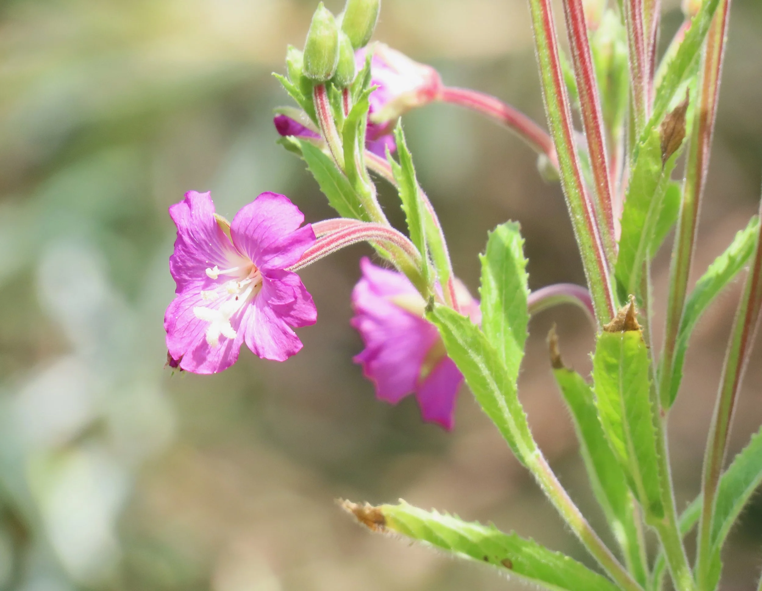 pembrey-country-park-visit_53891798724_o.jpg