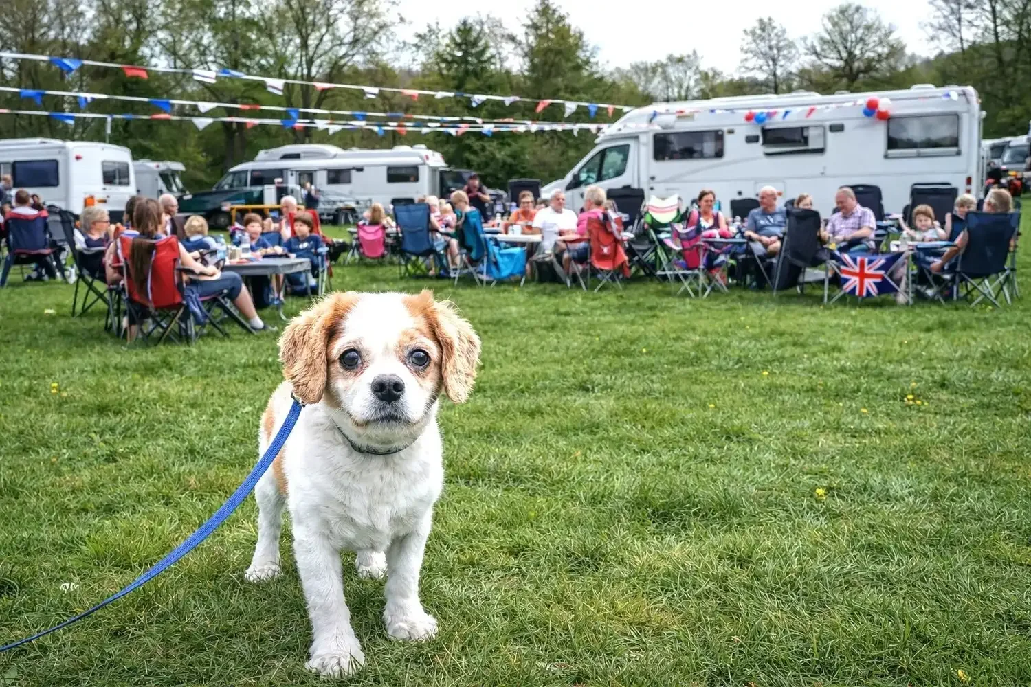 A small dog with brown and white fur and floppy ears on a leash standing on grass, with a group of people seated at tables and caravans in the background at an outdoor event.