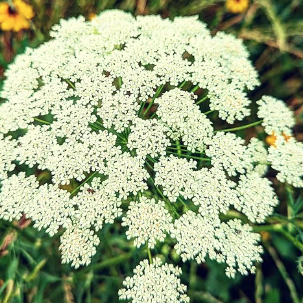 White flowers in place of the picture of a student of the British English Pronunciation Roadmap course