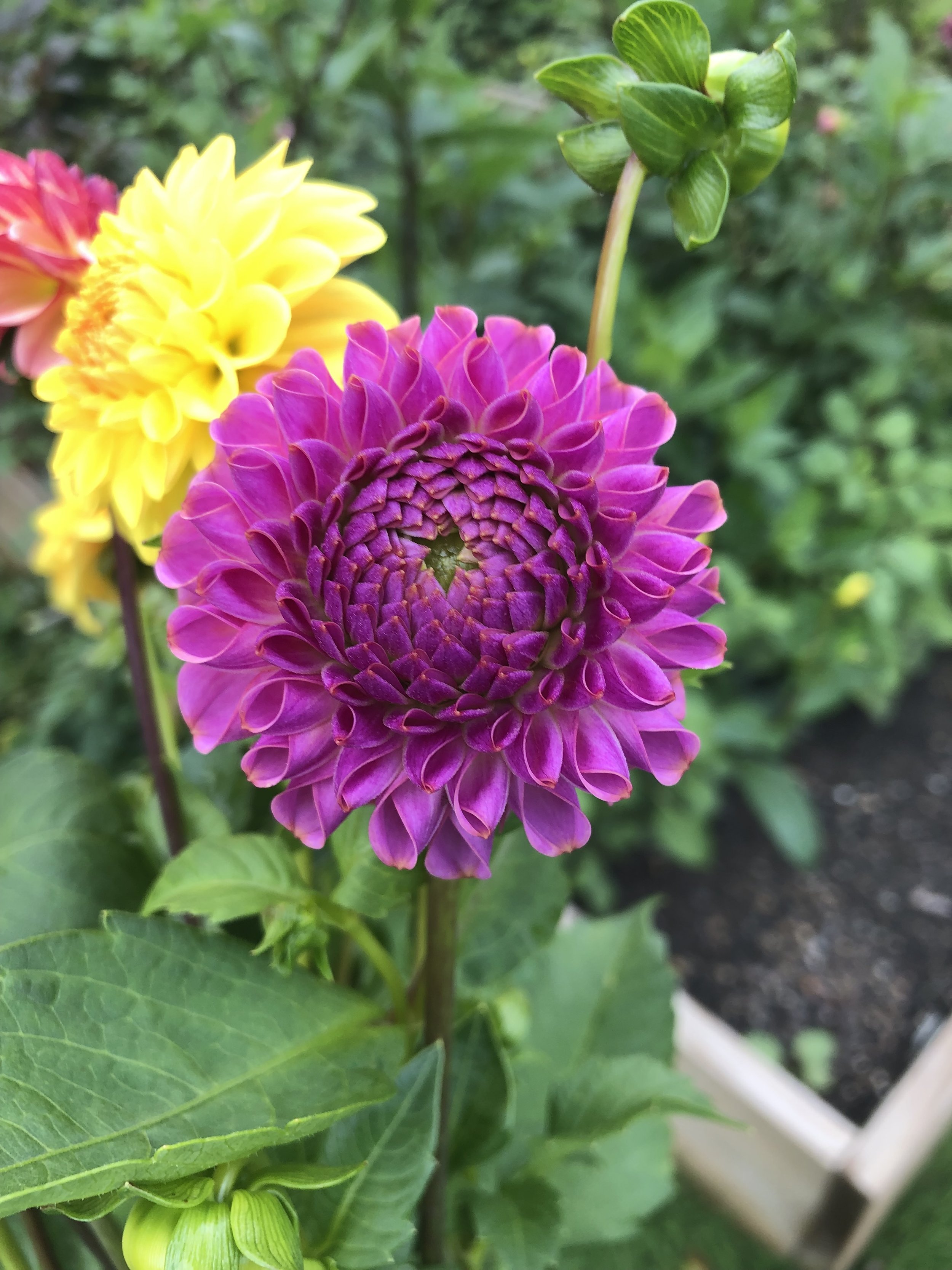 IMG_4910.jpeg