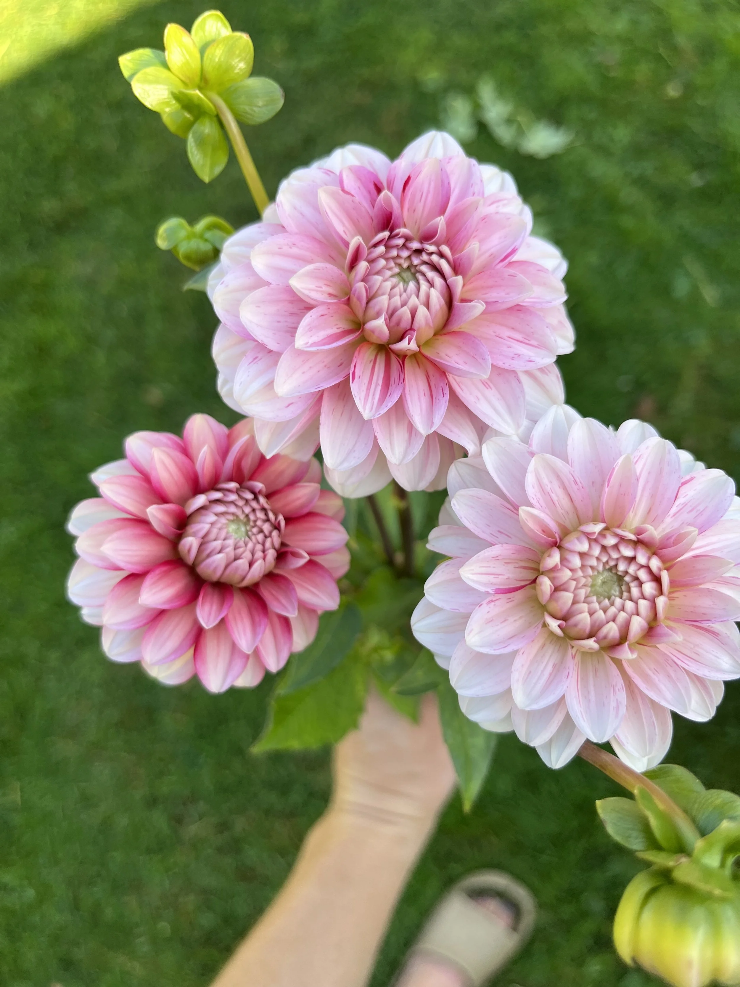 Strawberry and Cream