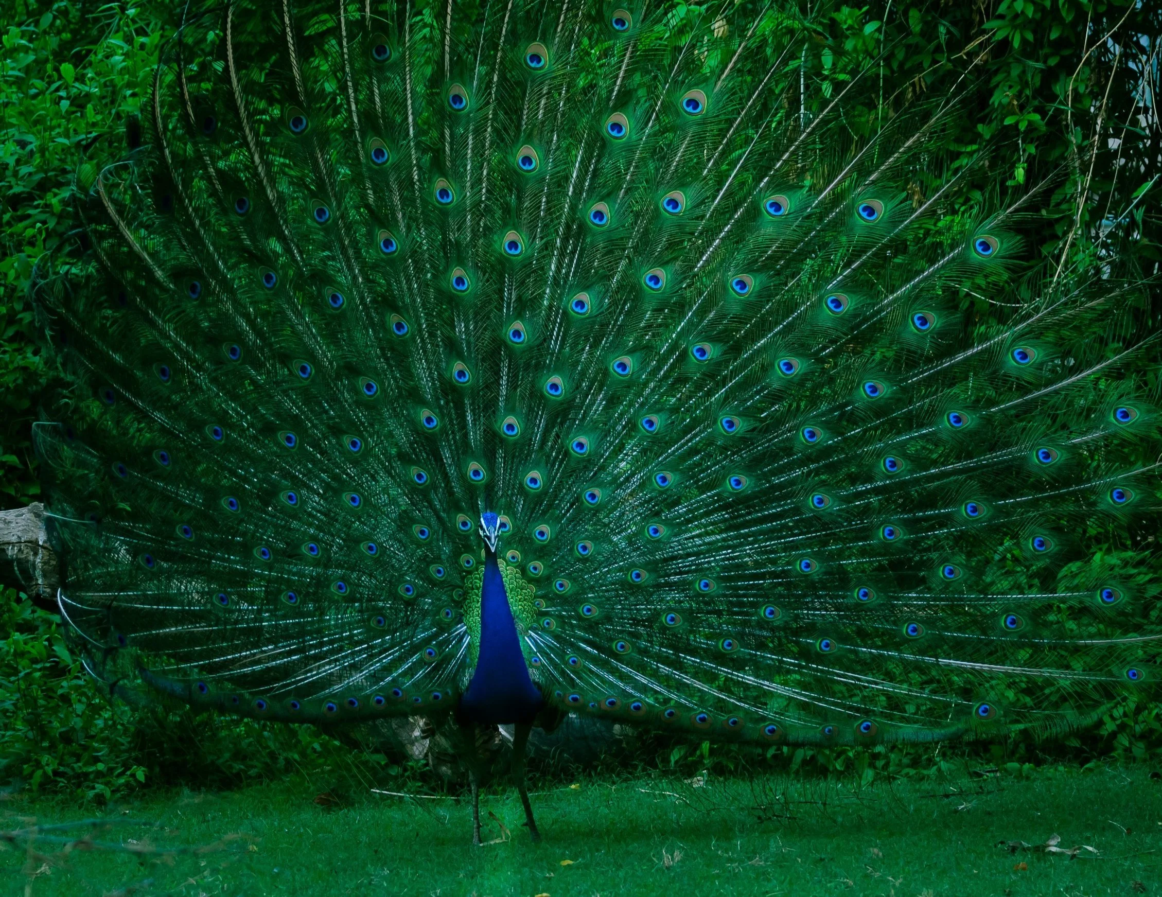 Peacock.jpg