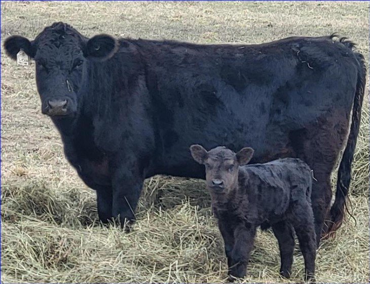 Meet the Celebrated Mother Cow Behind Your Grass-Fed Beef