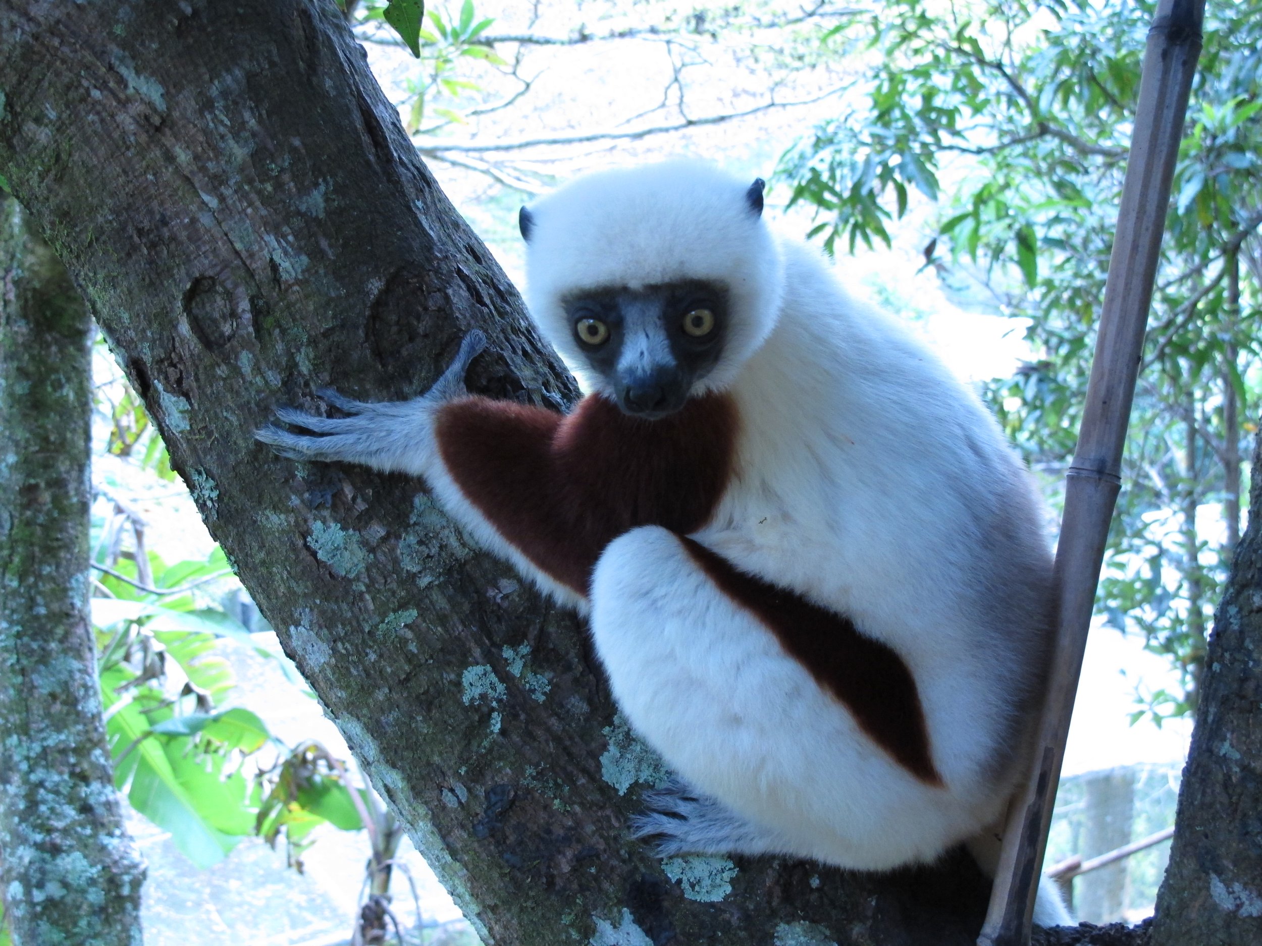 Discover the Wild Beauty of Madagascar with Fosa Travel