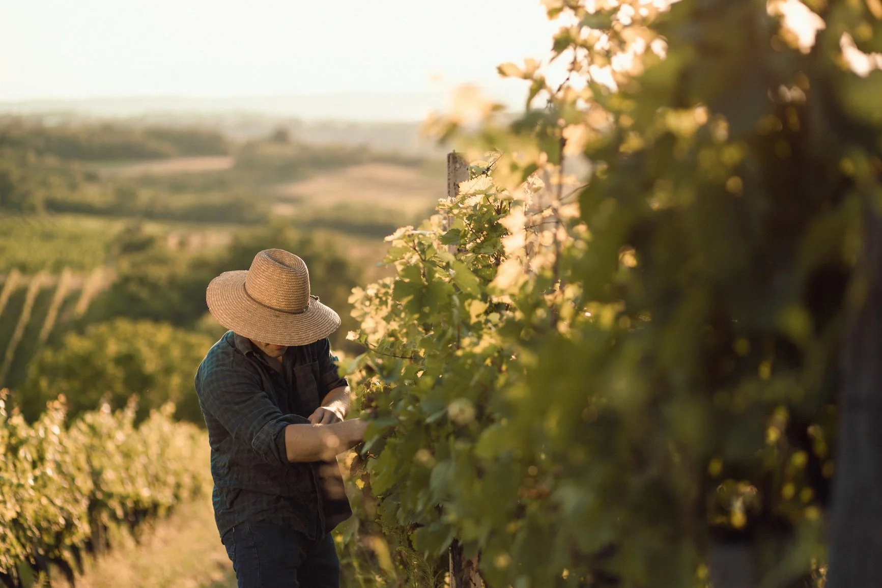 A person wearing a large straw sun hat and dark clothing working in a vineyard during sunset, tending to grapevines.