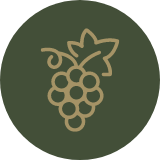 Line drawing of a bunch of grapes on a green background