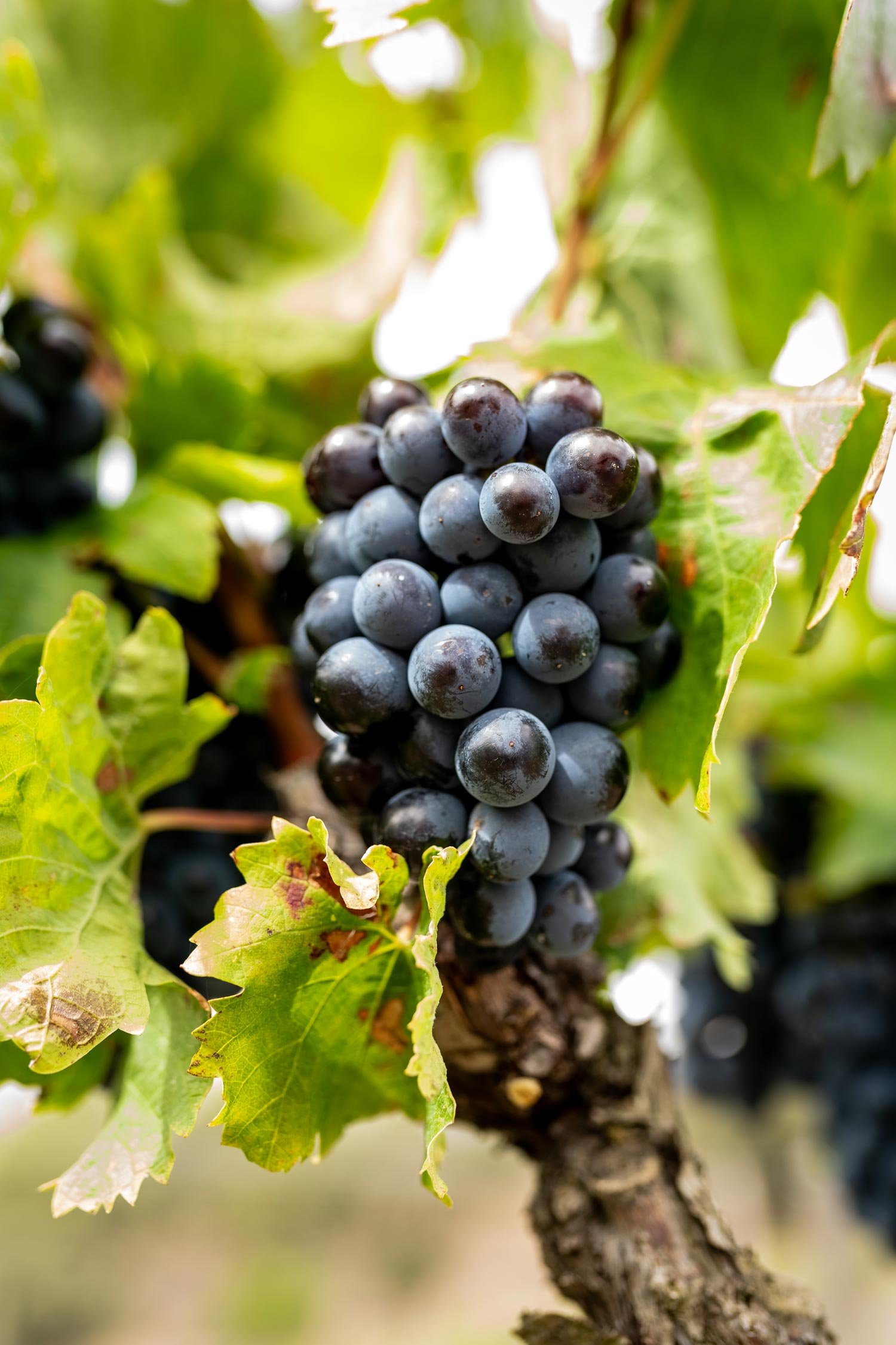 Close-up of a bunch of ripe dark purple grapes hanging from a vine with green leaves.