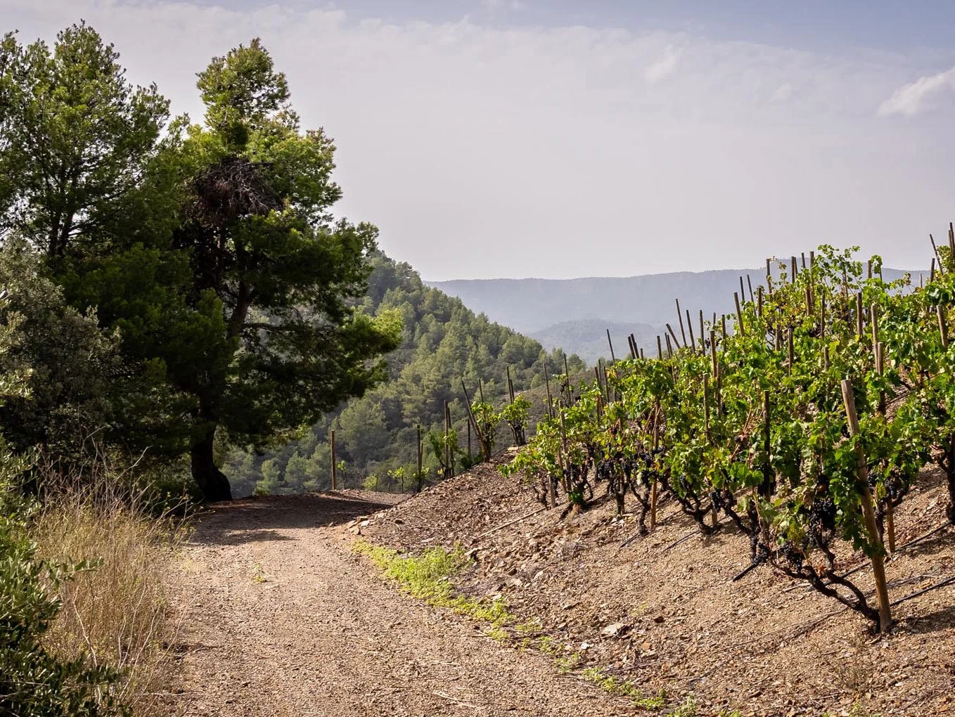 A dirt path running through a hilly vineyard with green grapevines on the right and a large tree on the left, background of distant mountains and overcast sky.