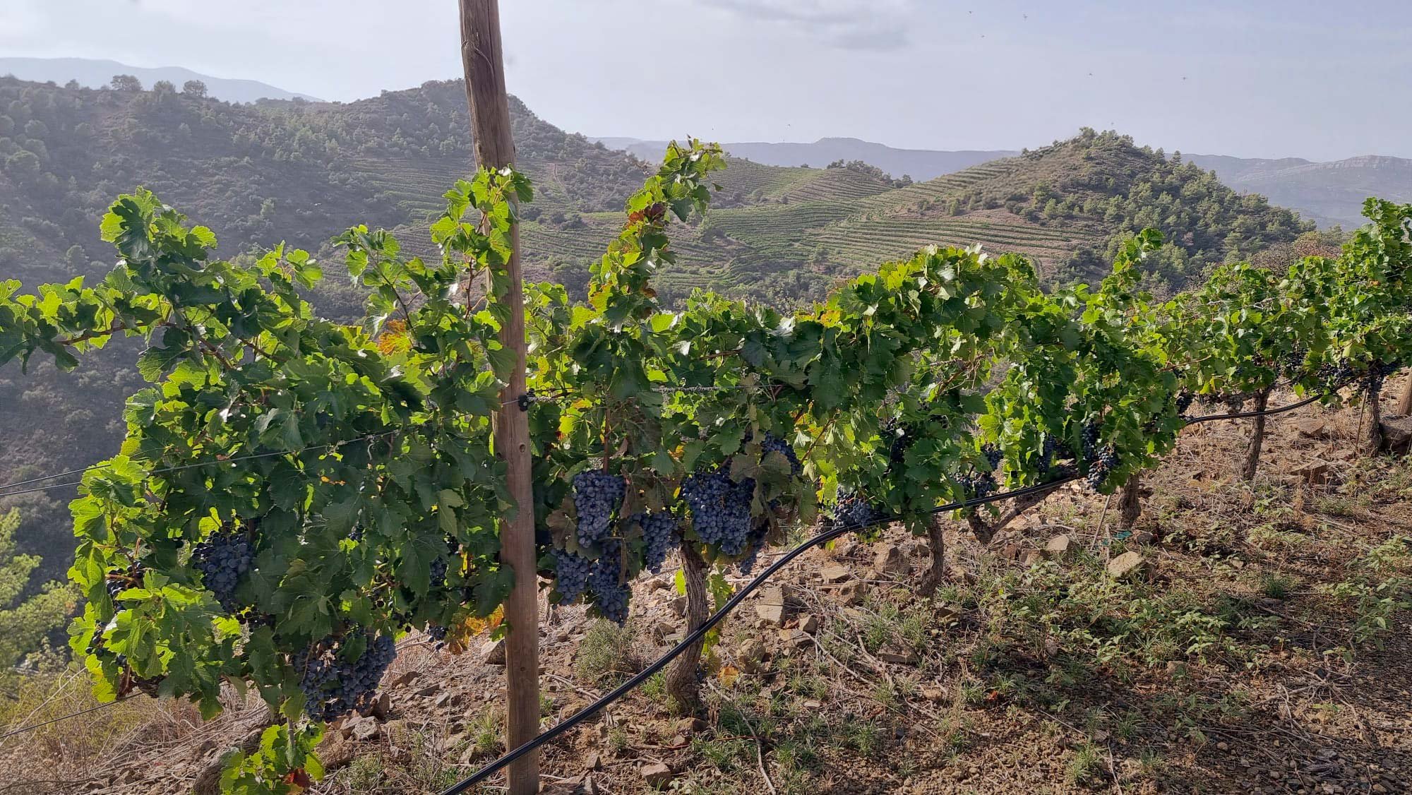 Vines with bunches of dark purple grapes in a vineyard with rolling hills and terraced fields in the background.