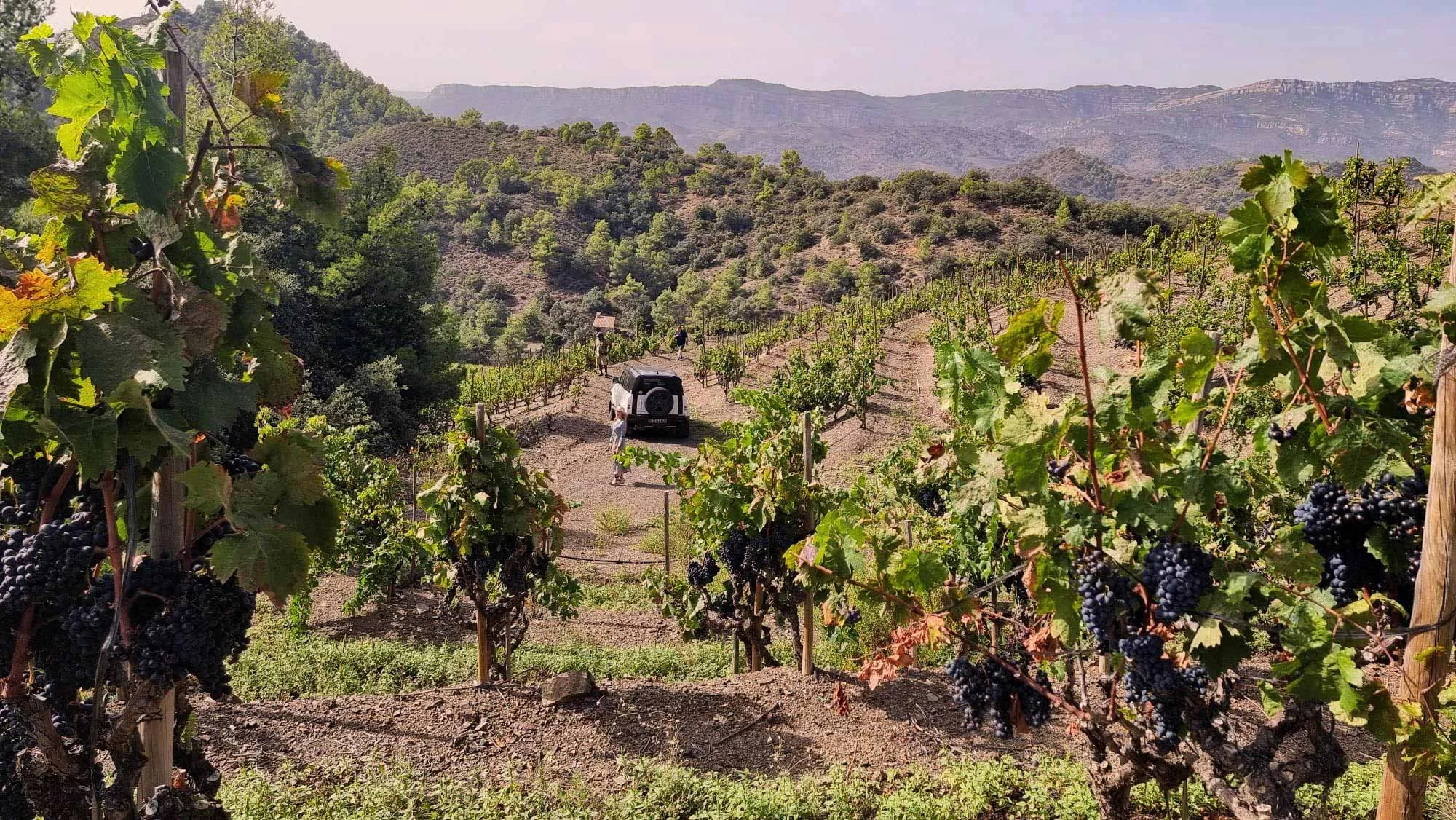 Grapevine vineyard in a hilly landscape with mountains in the background, featuring several rows of grapevines, some people, and a vehicle.