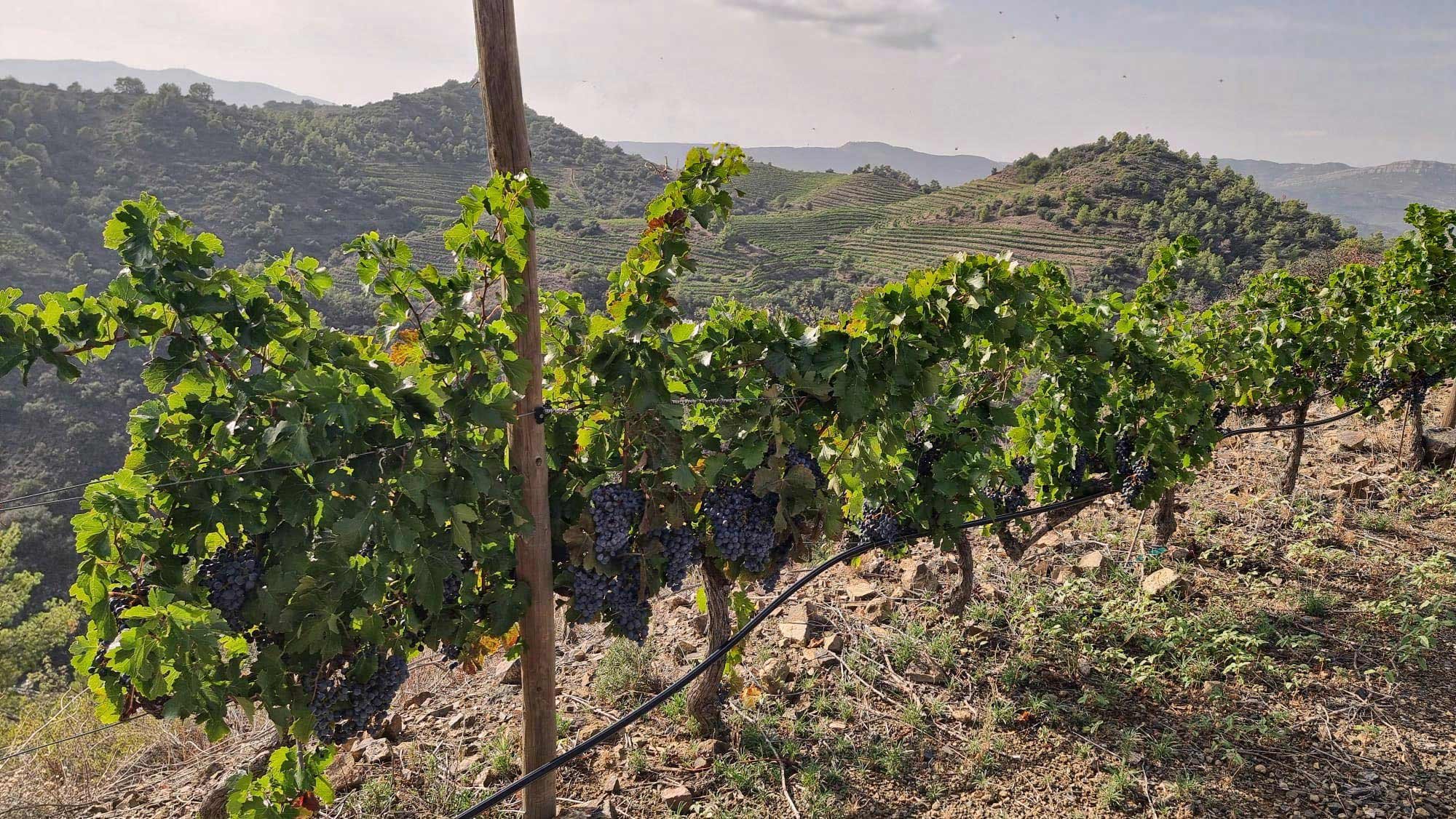 Vineyard with grape vines growing along a hillside, with lush green hills and terraced landscape in the background under a cloudy sky.