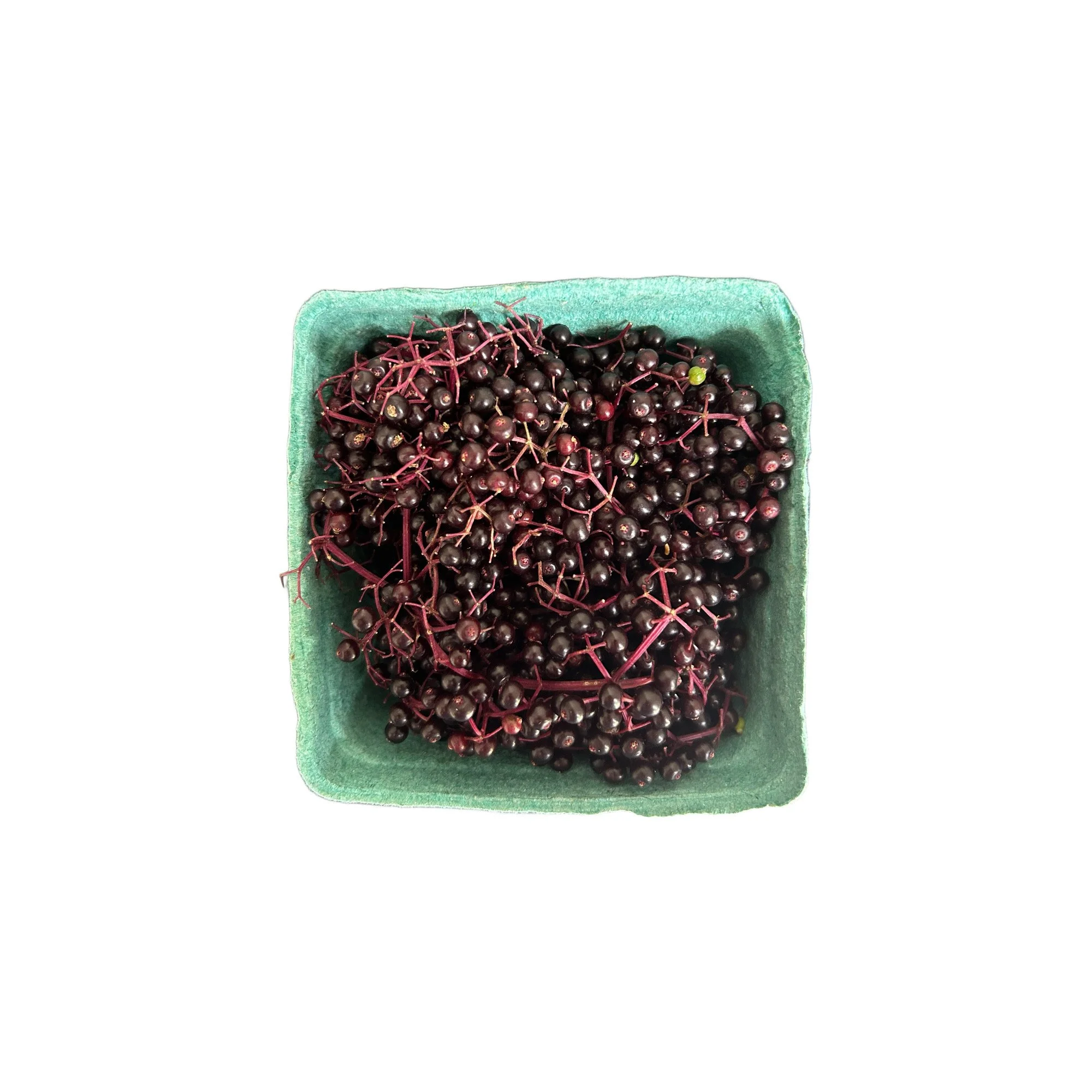 fresh elderberries | Full Circle Farm