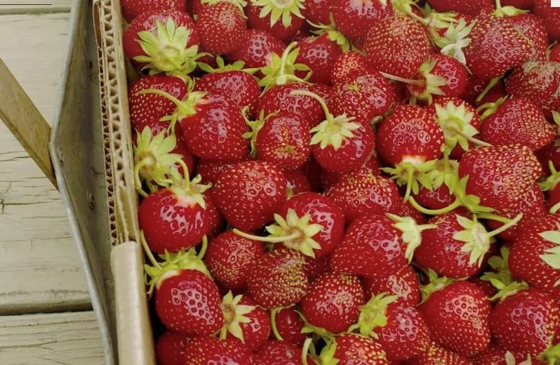 berries.JPG