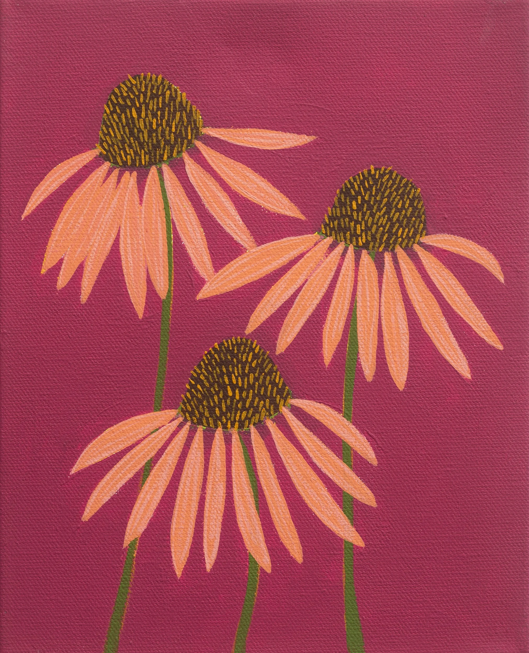 Echinacea