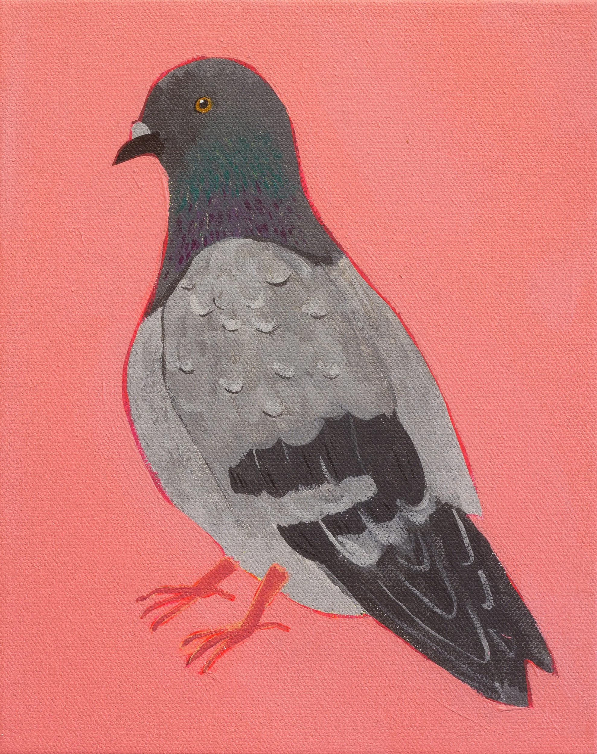 Pigeon