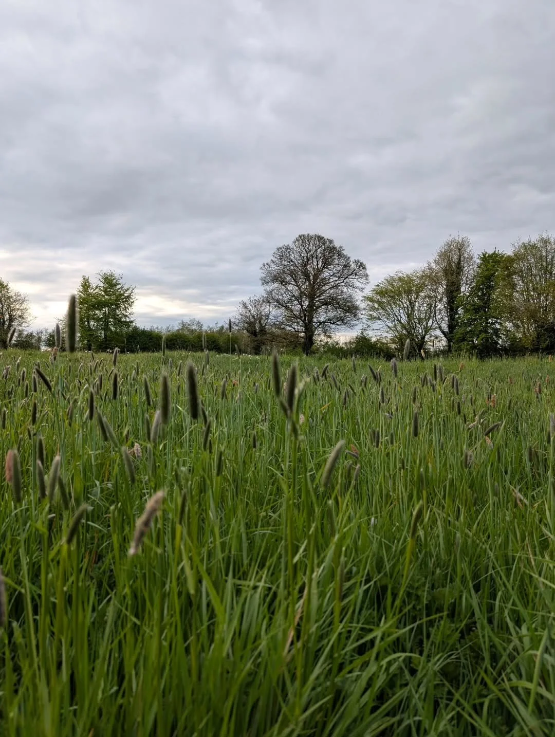 Images of April.
Nature and people and drawings. 
PD