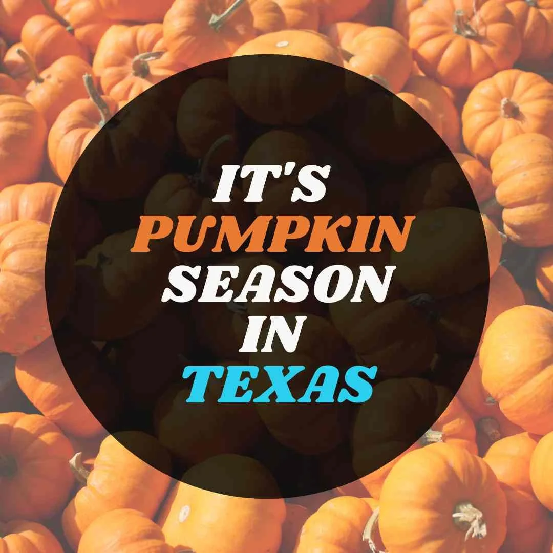 Texas Pumpkin Patch Guide 2025 – Best Pumpkin Farms & Fall Festivals