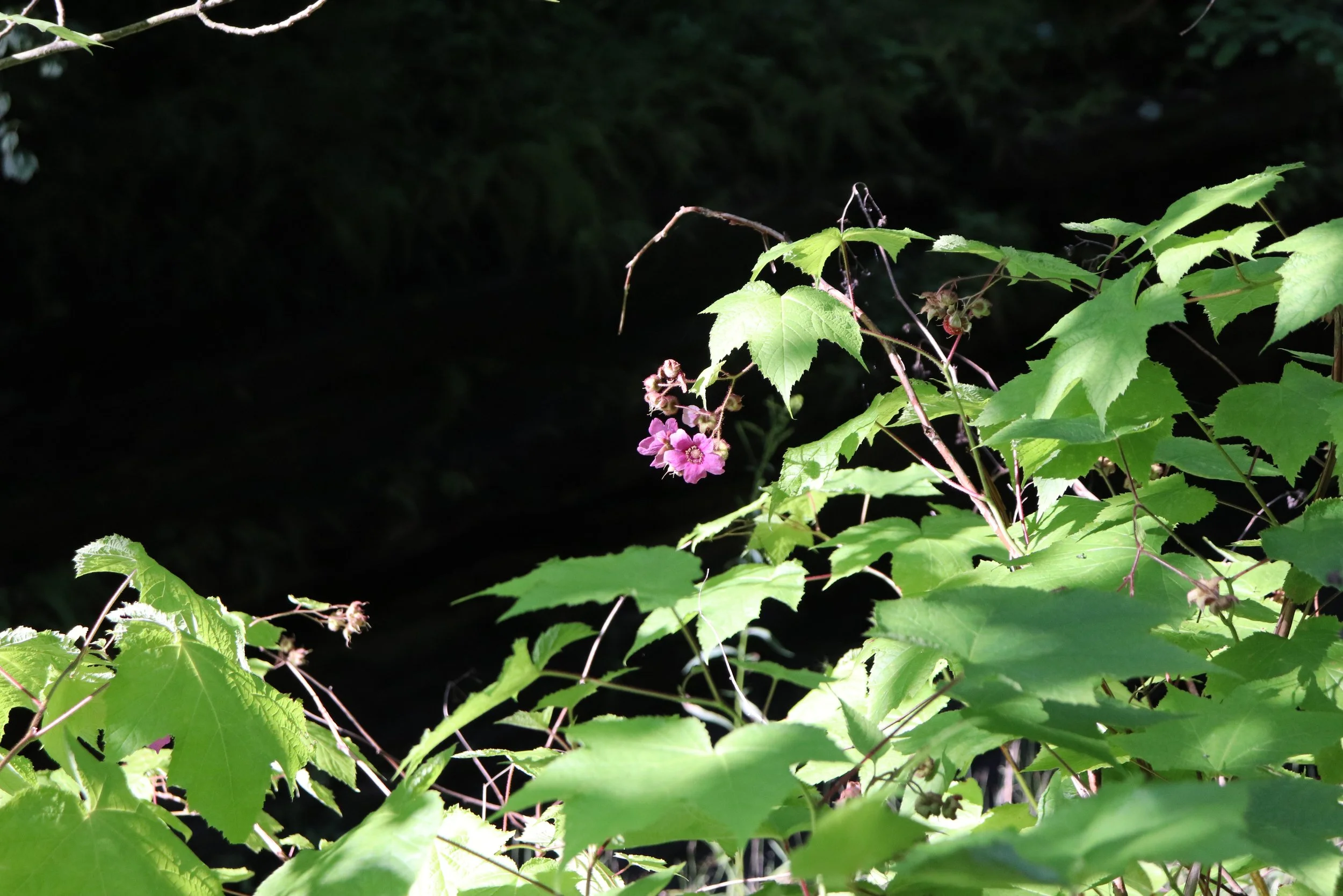 Theory Thursday; Ecotherapy and Trauma Recovery