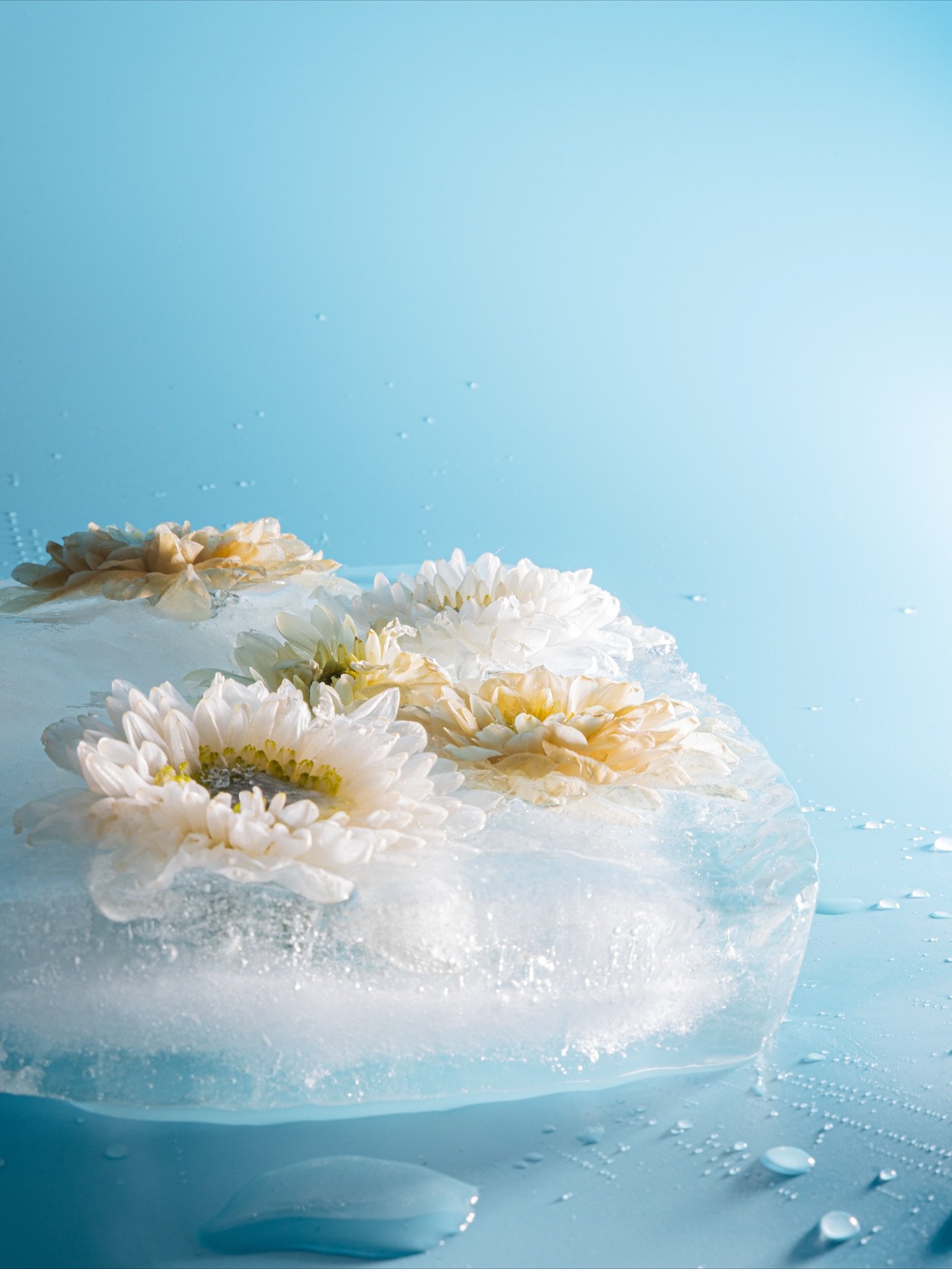 Serieus goed, zonder serieuze sfeer 🌻
 Deze bloemen in ijs laten precies zien waar ik van hou: spelen met idee&euml;n, experimenteren en kijken wat er gebeurt wanneer je iets onverwachts durft te proberen. 🧊

Bij mij hoeft een shoot niet stijf of n