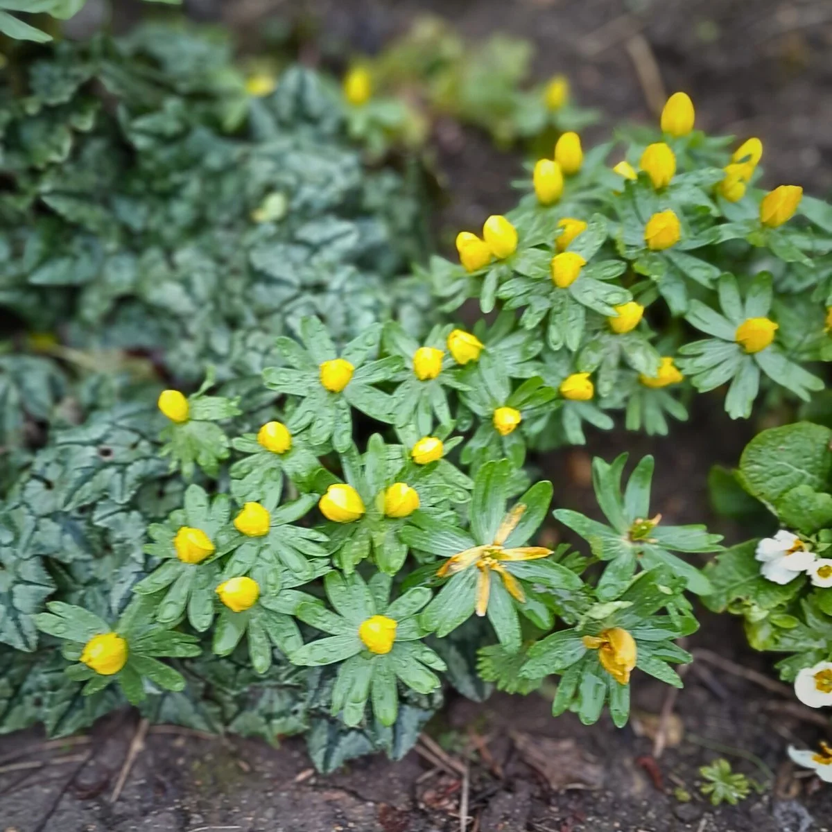 A photograph of a flowering Aconite plant. Aconite flowers are small bright yellow flowers with fresh green leaves.